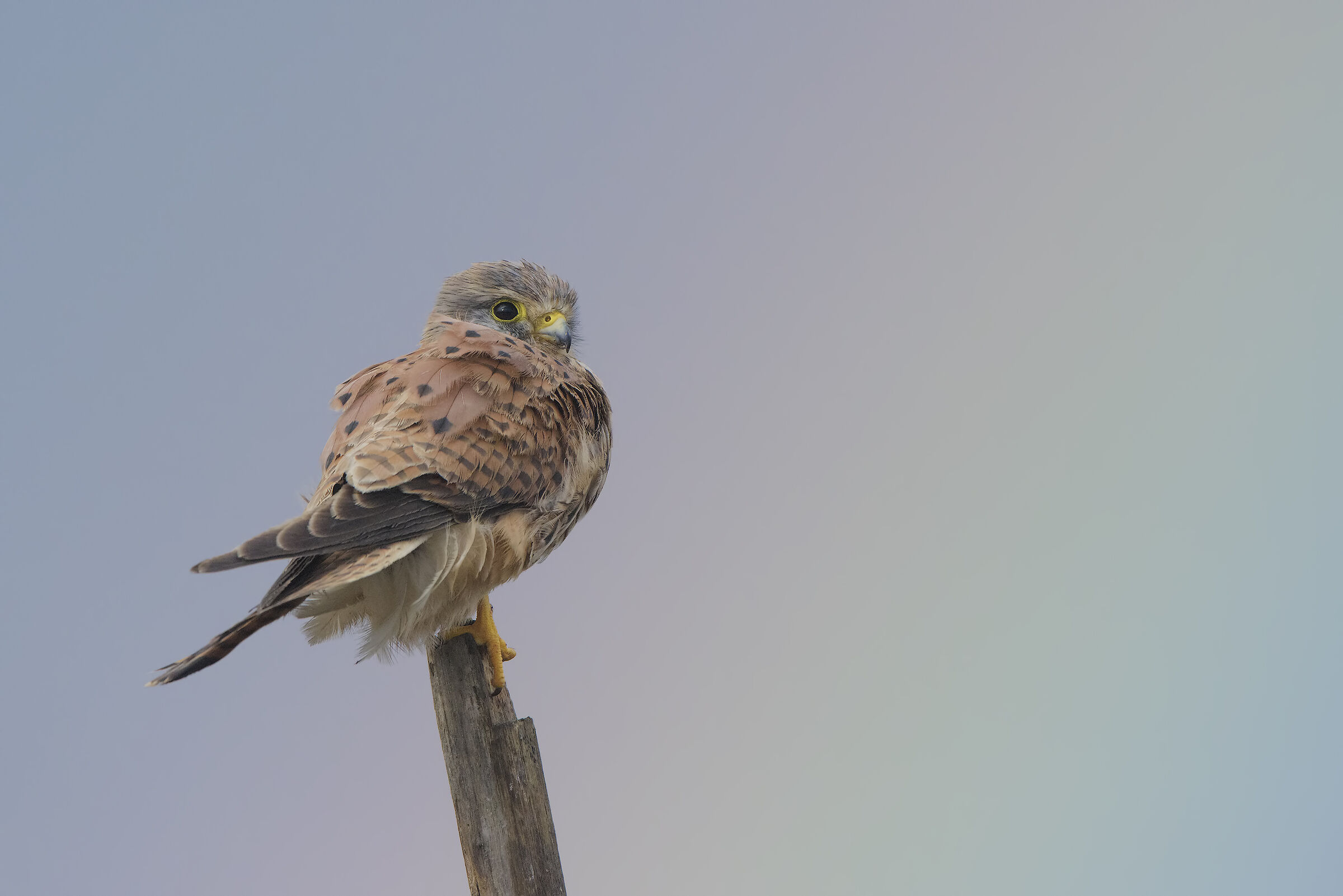 il gheppio e l'arcobaleno