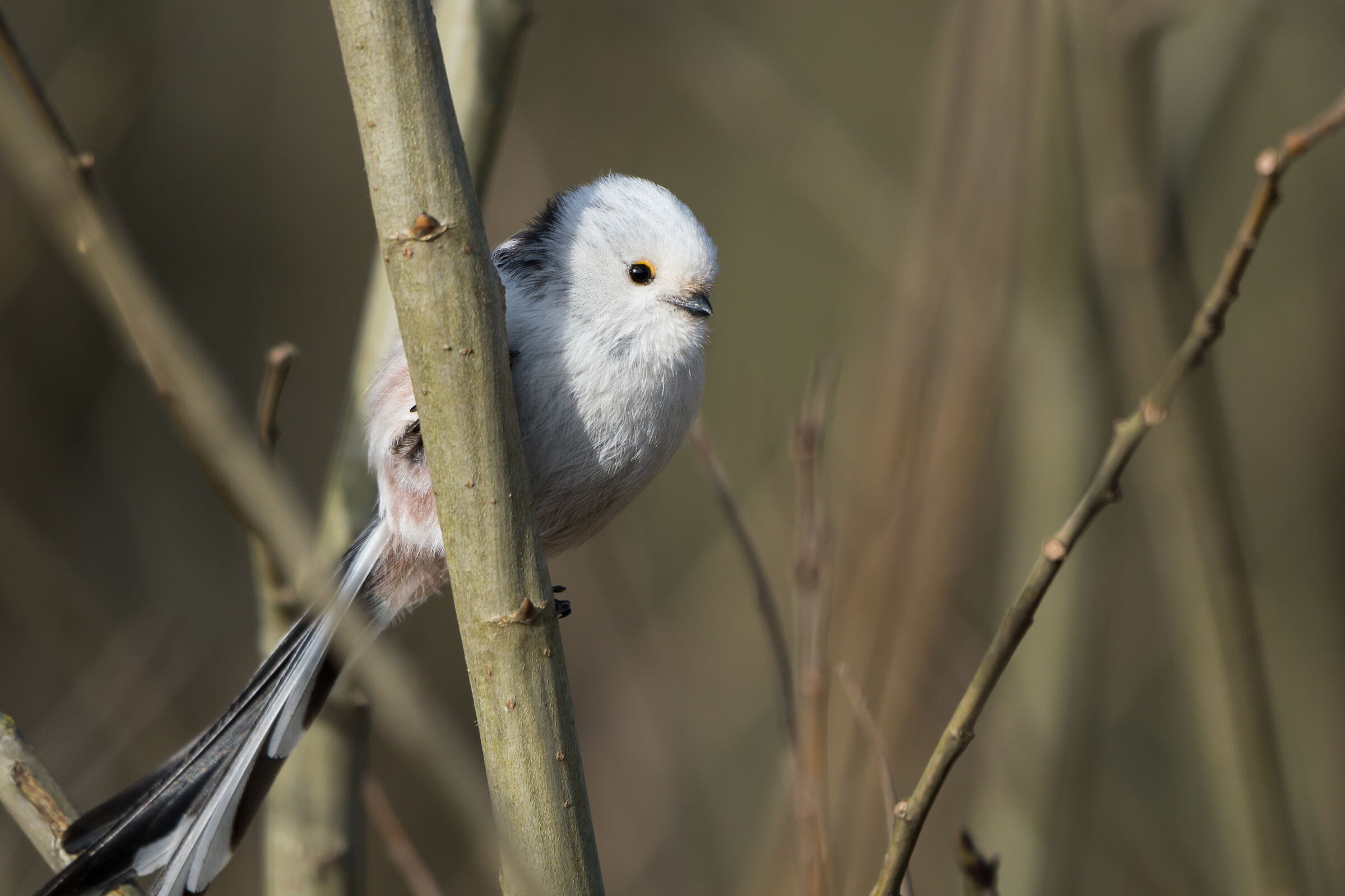 Ttta dalla coda lunga (Aegithalos caudatus)