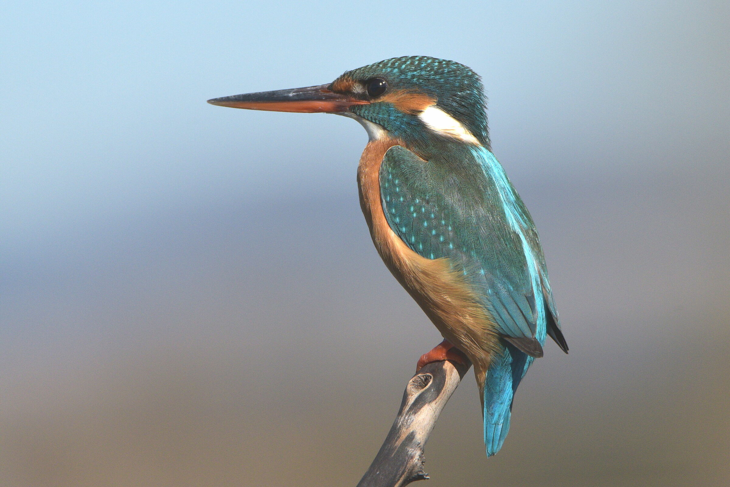 Kingfisher