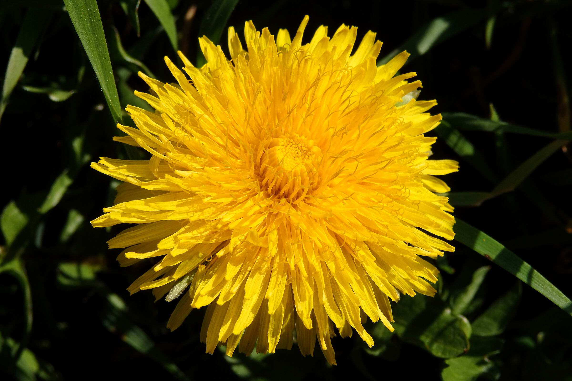 I bring you flowers for everyone