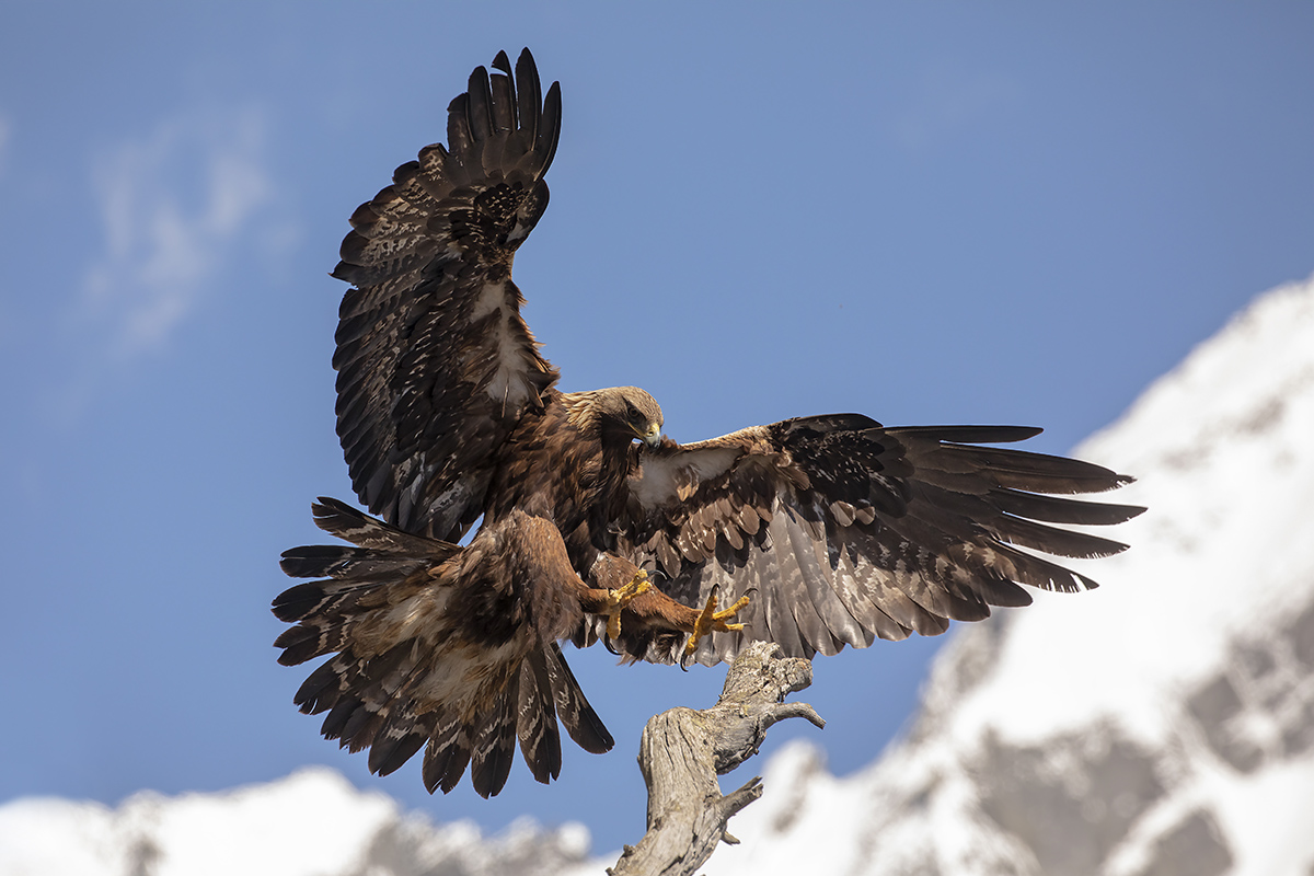 Golden Eagle -Italian Alps-