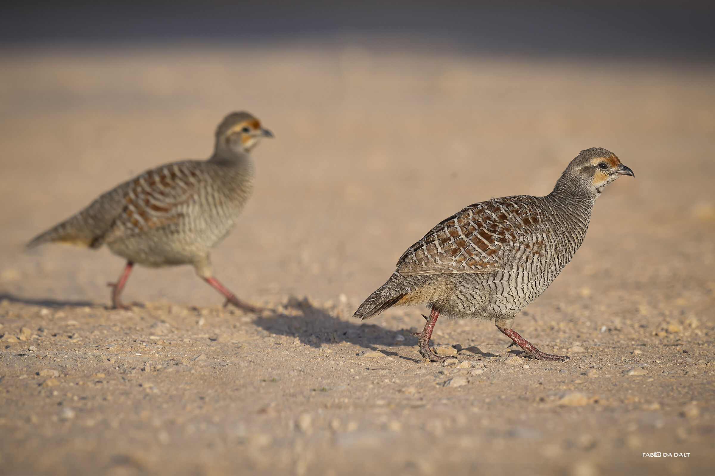 Francolino Grigio Indiano