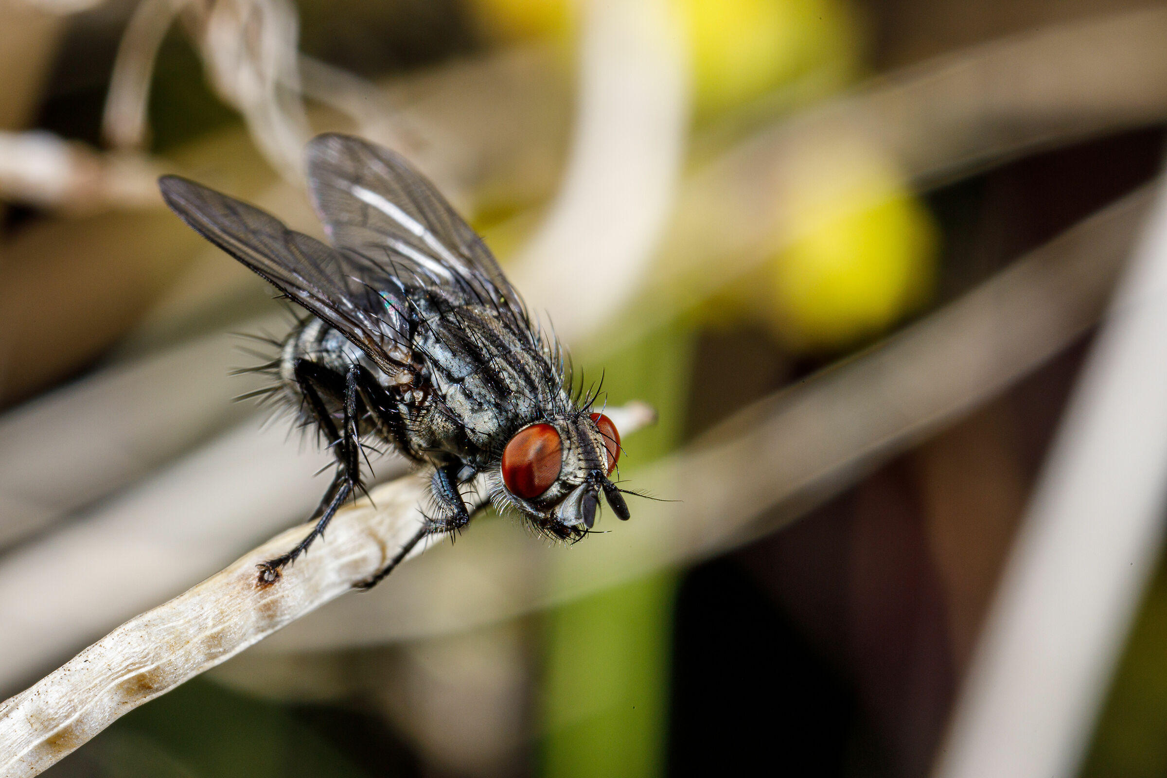 Ai blocchi di partenza....