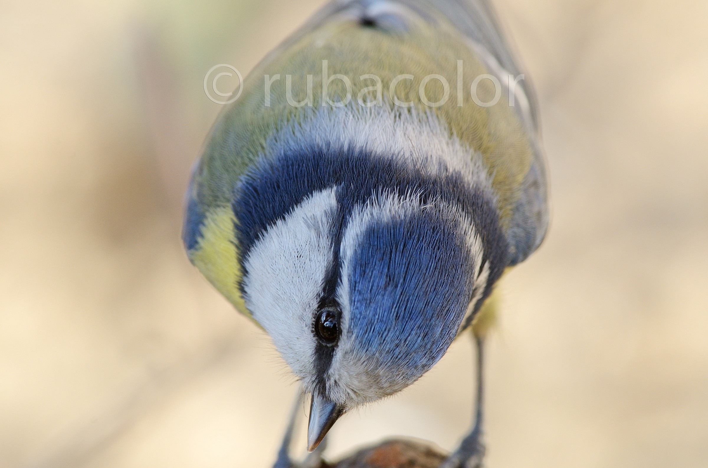 Primo piano alla cinciarella