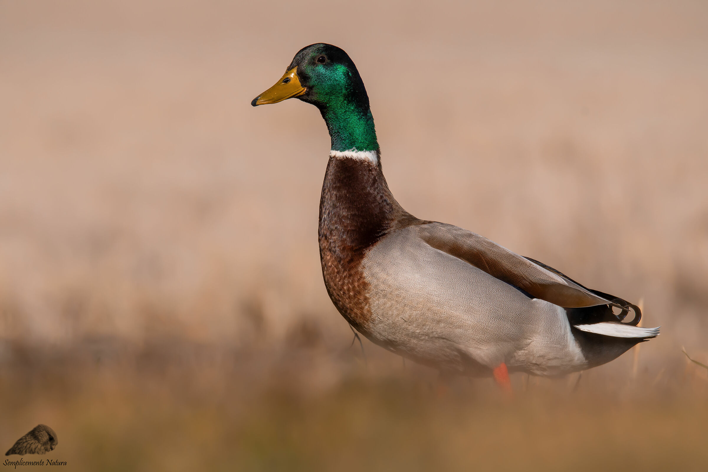 Royal German (Anas platyrhynchos)