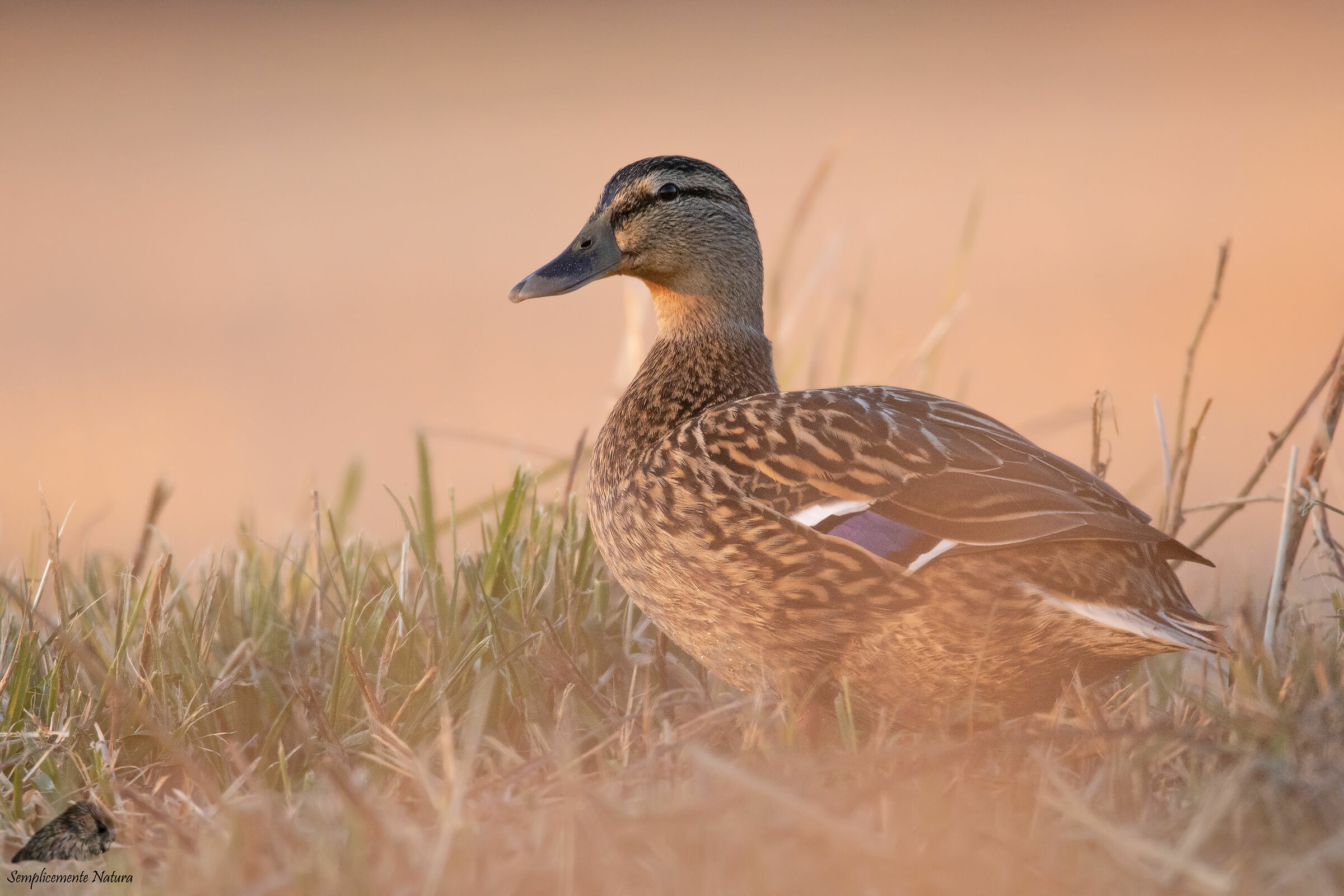 Royal German (Anas platyrhynchos)