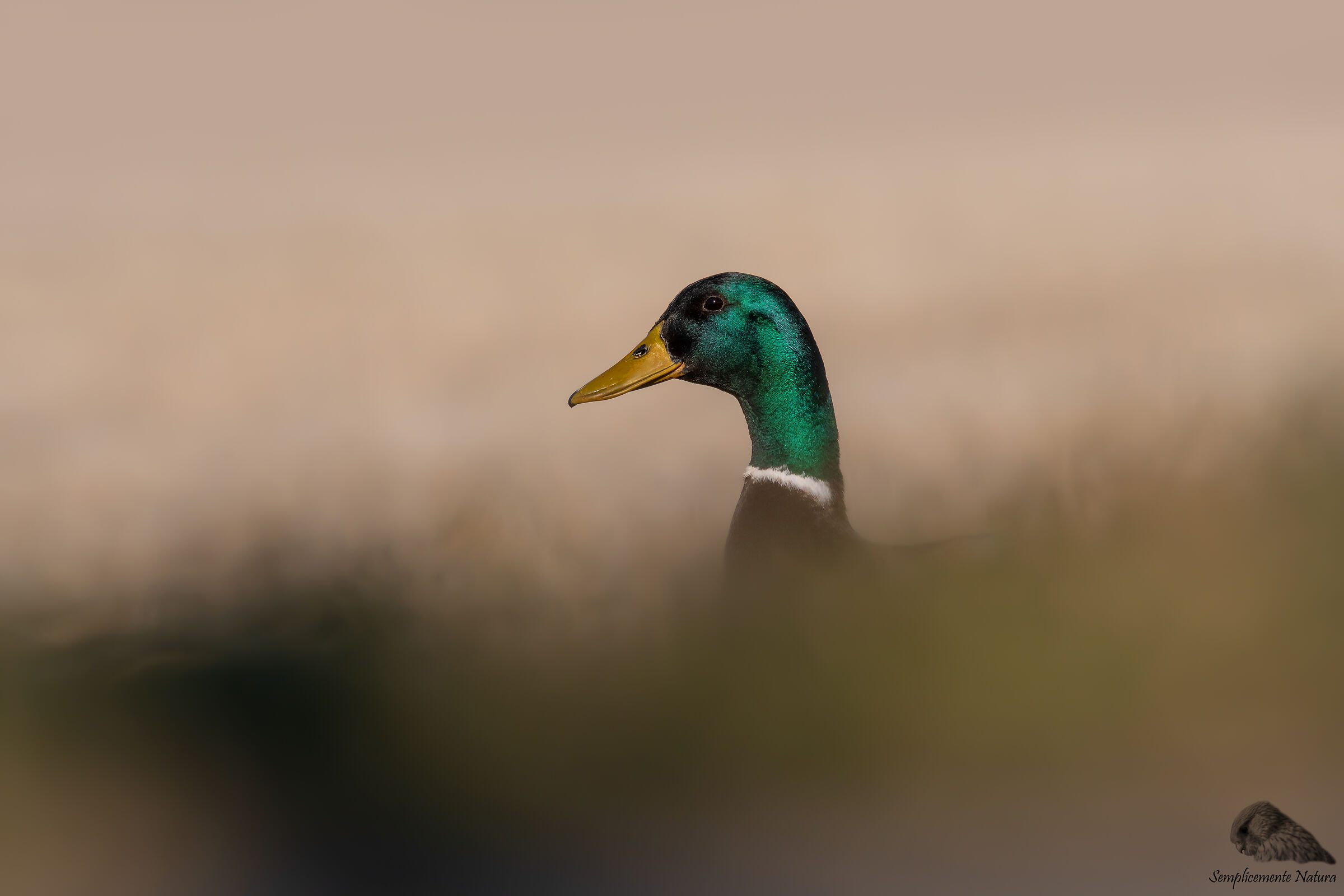 Royal German (Anas platyrhynchos)