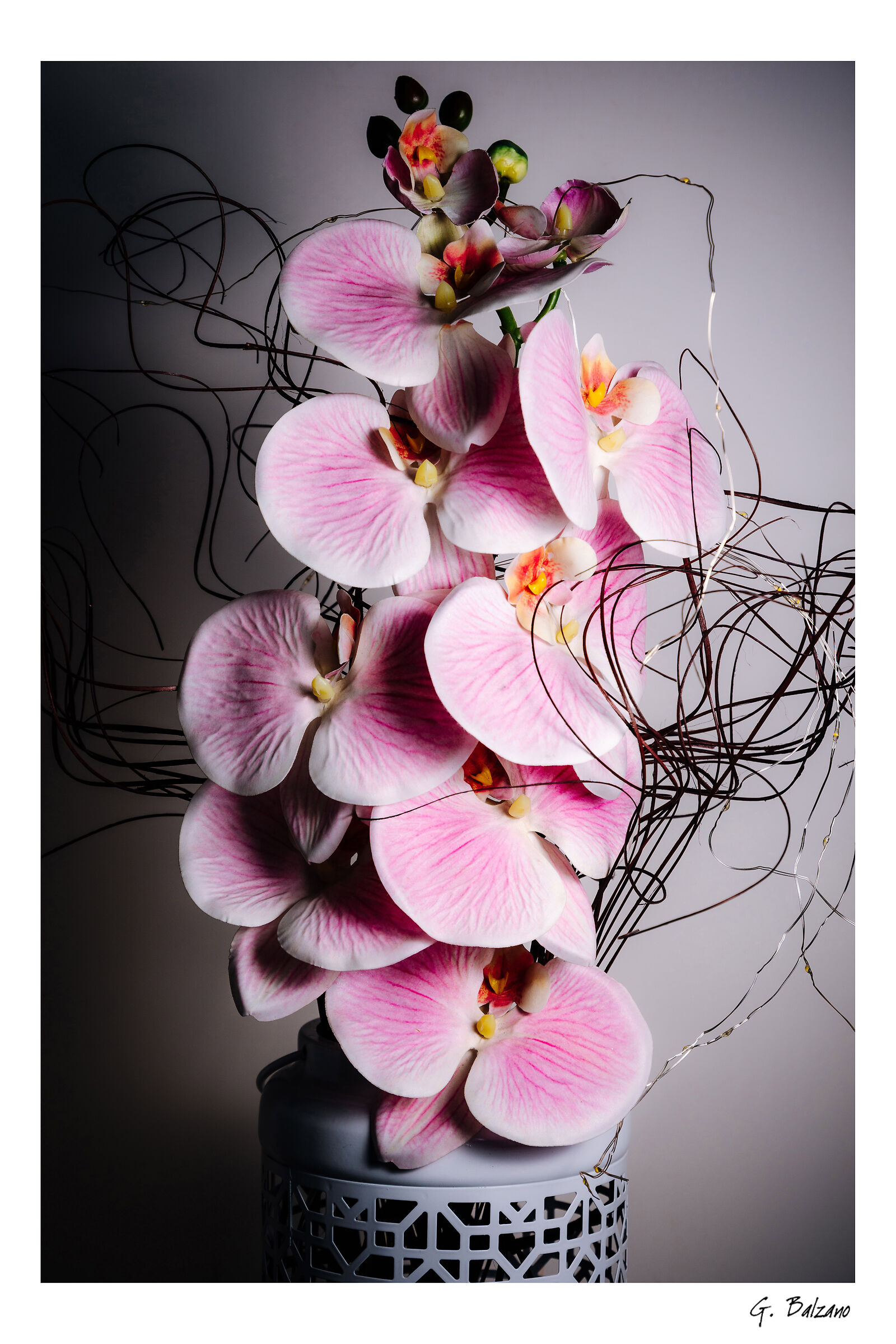 Orchidea Phalaenopsis