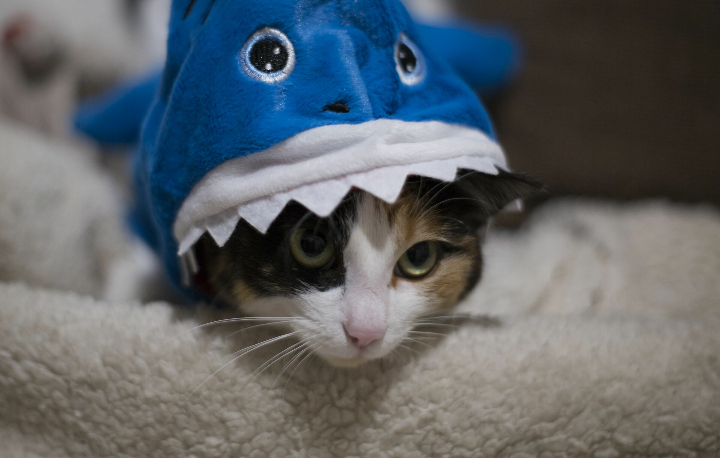 It's a cat? It's a shark?
