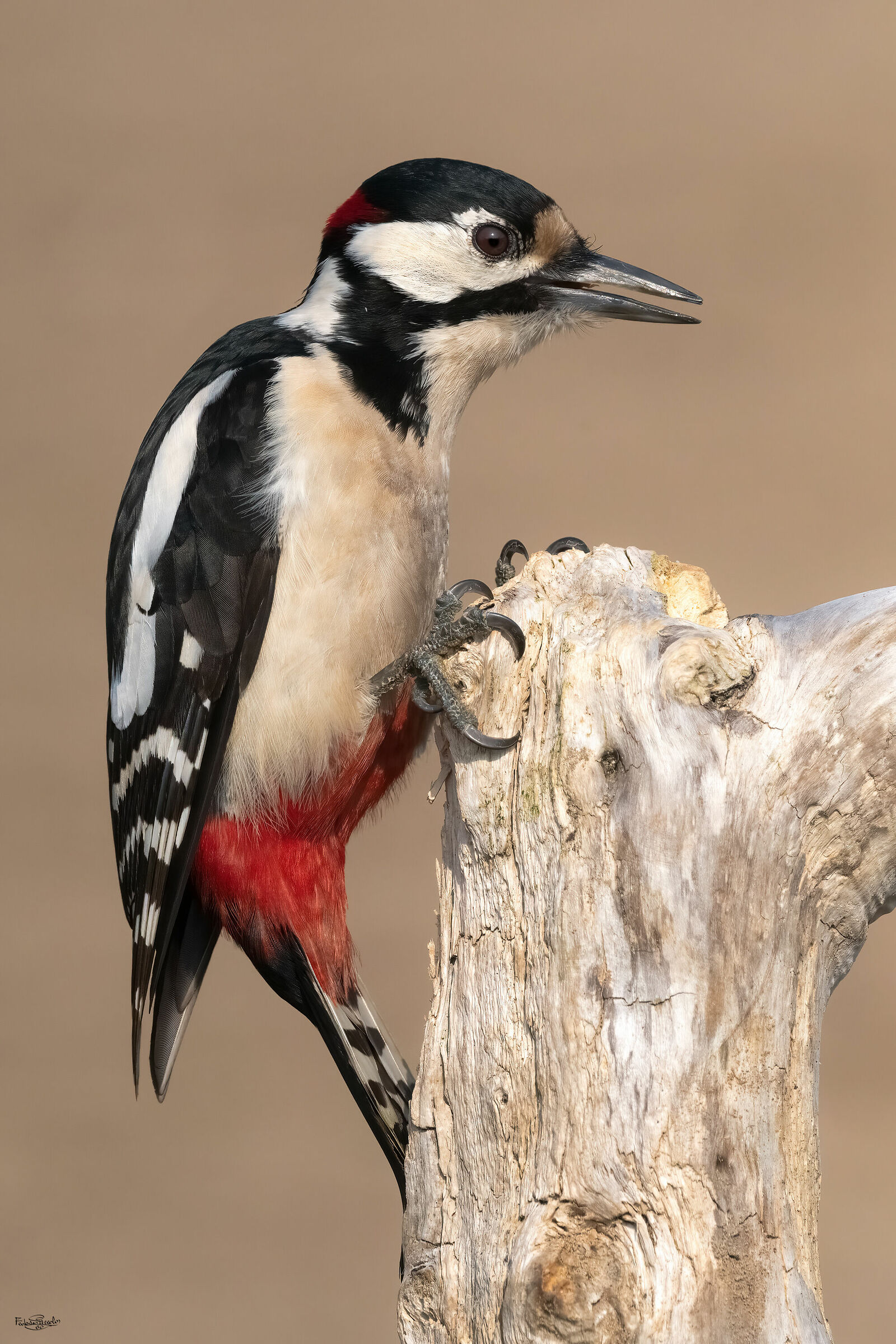 Major red woodpecker