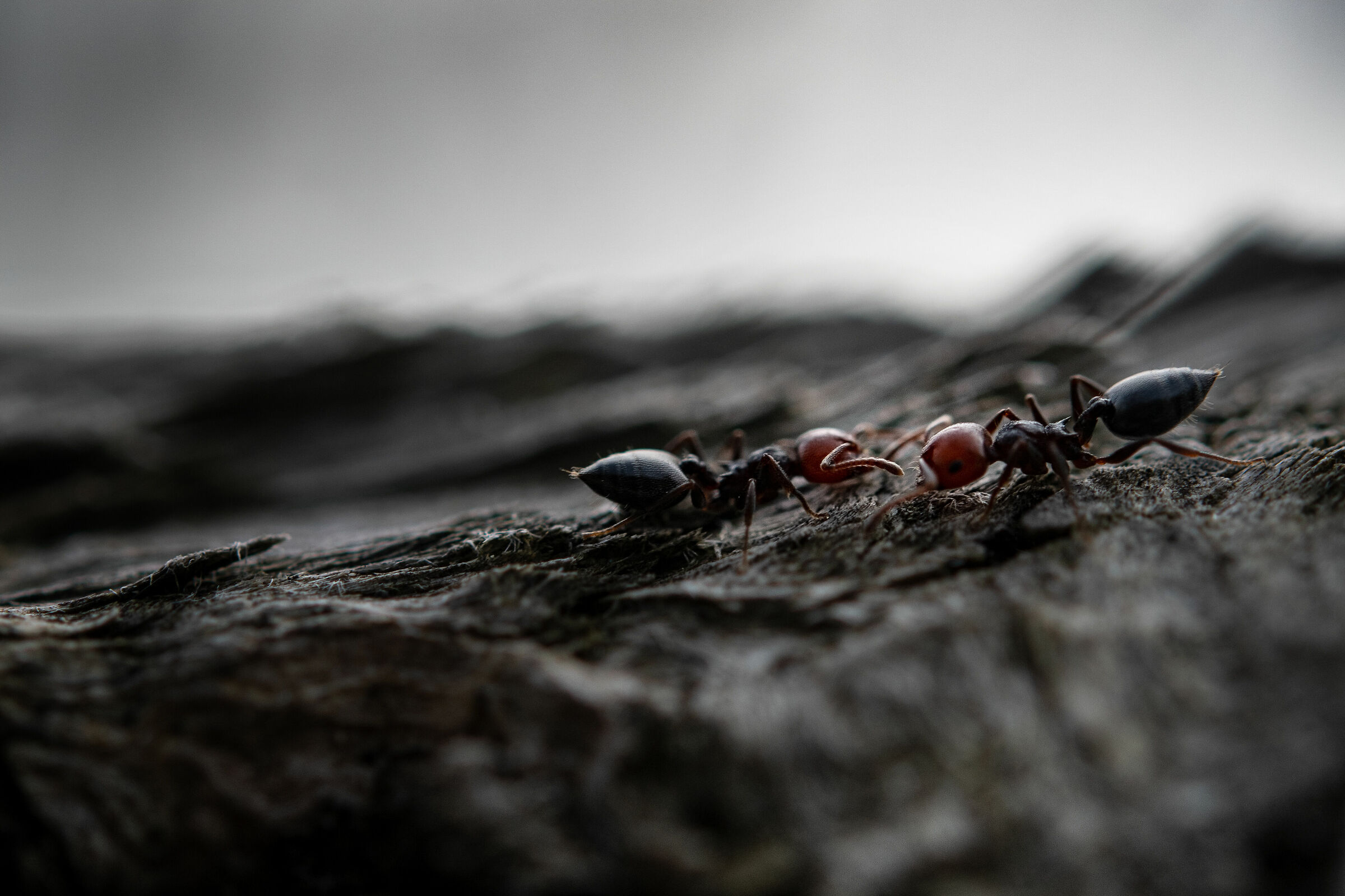 formichine aliene su staccionate lunari