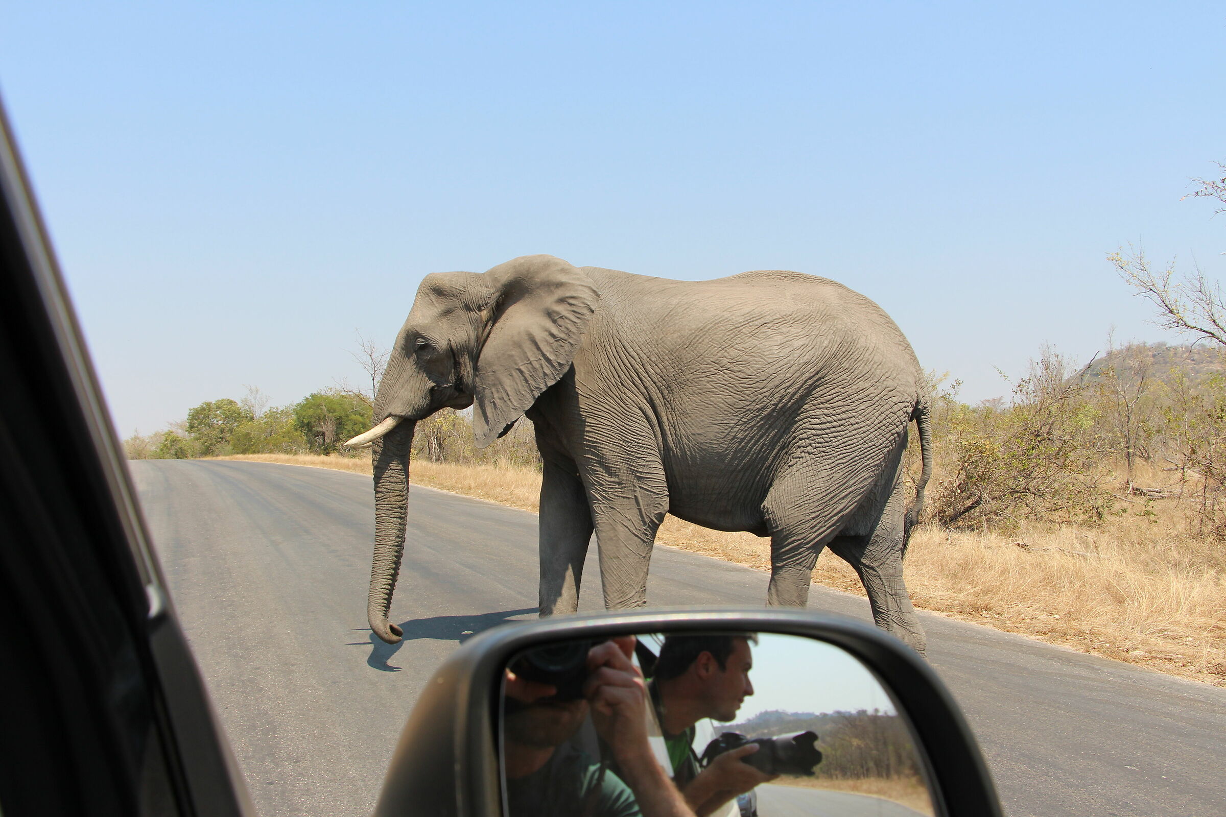 Safari