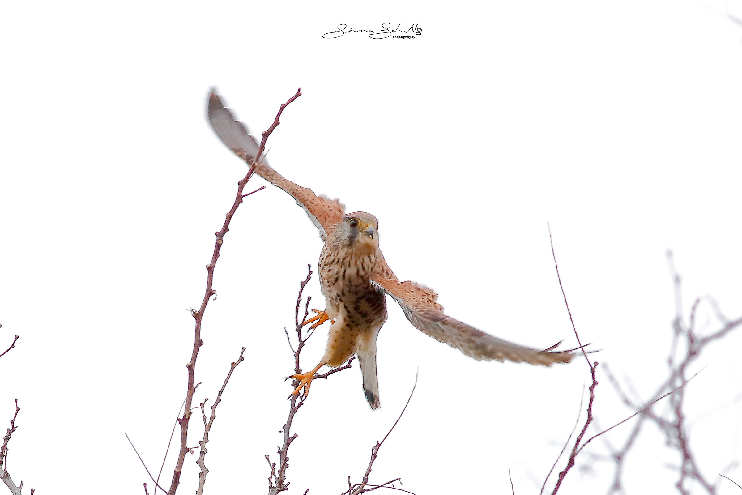 Go! (Falco tinnunculus, Linnaeus, 1758)