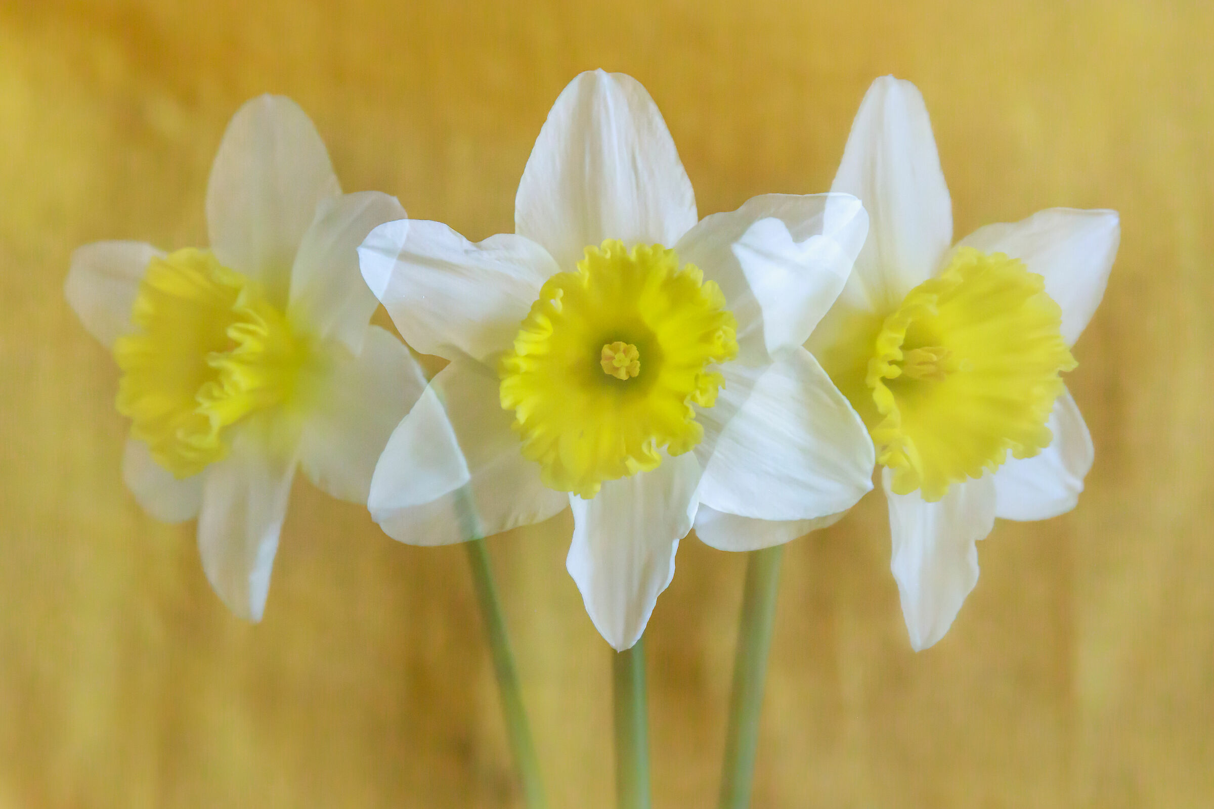 La danza del narciso