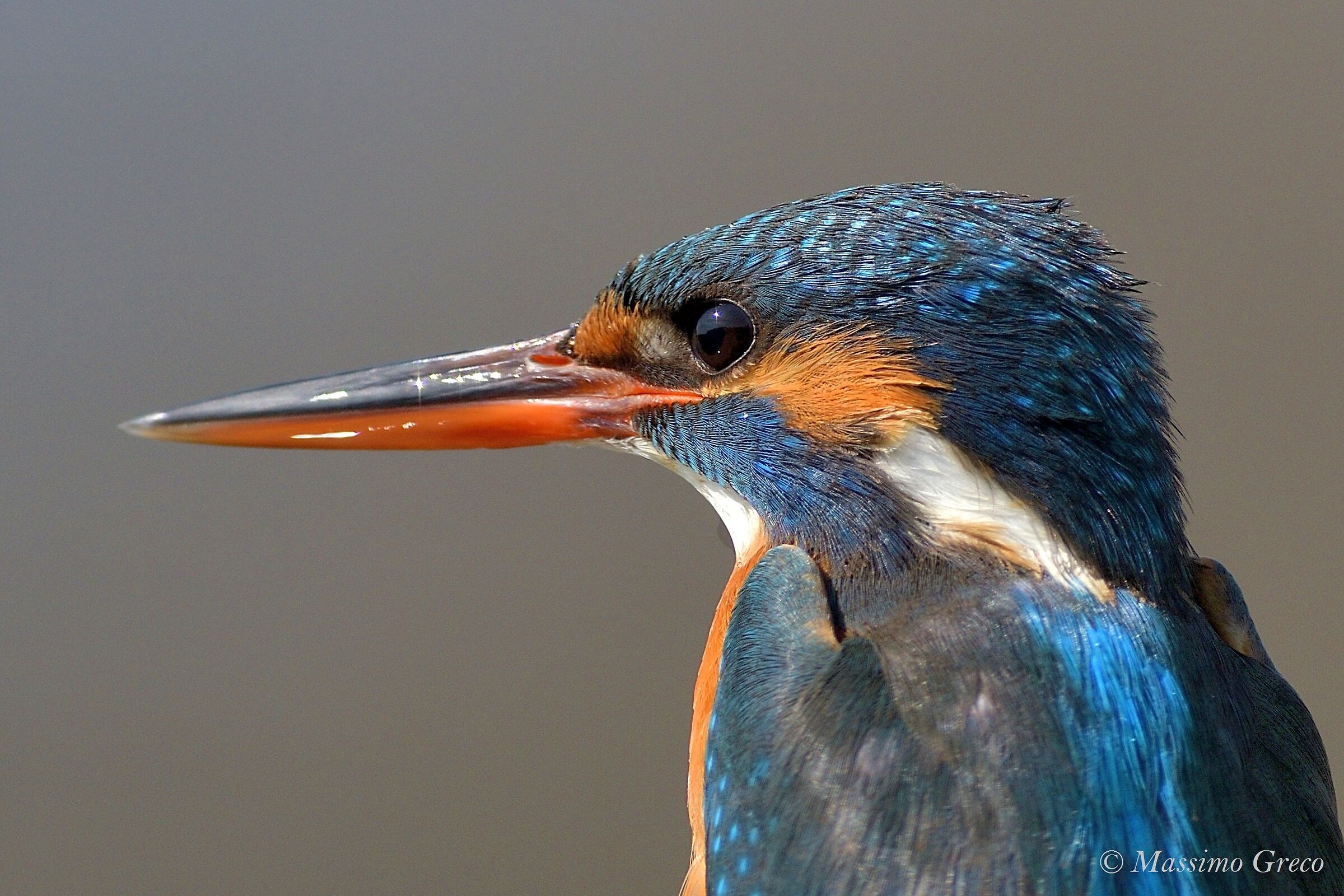 Portrait of Martin Fisherman - Female