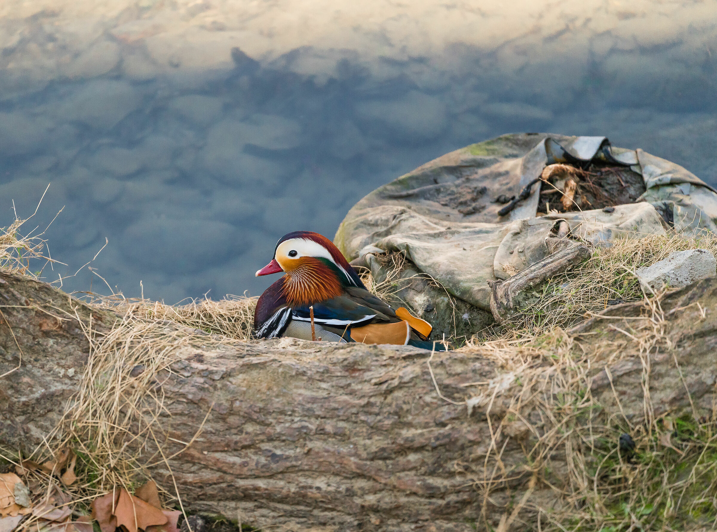 La prima Mandarina del 2020......