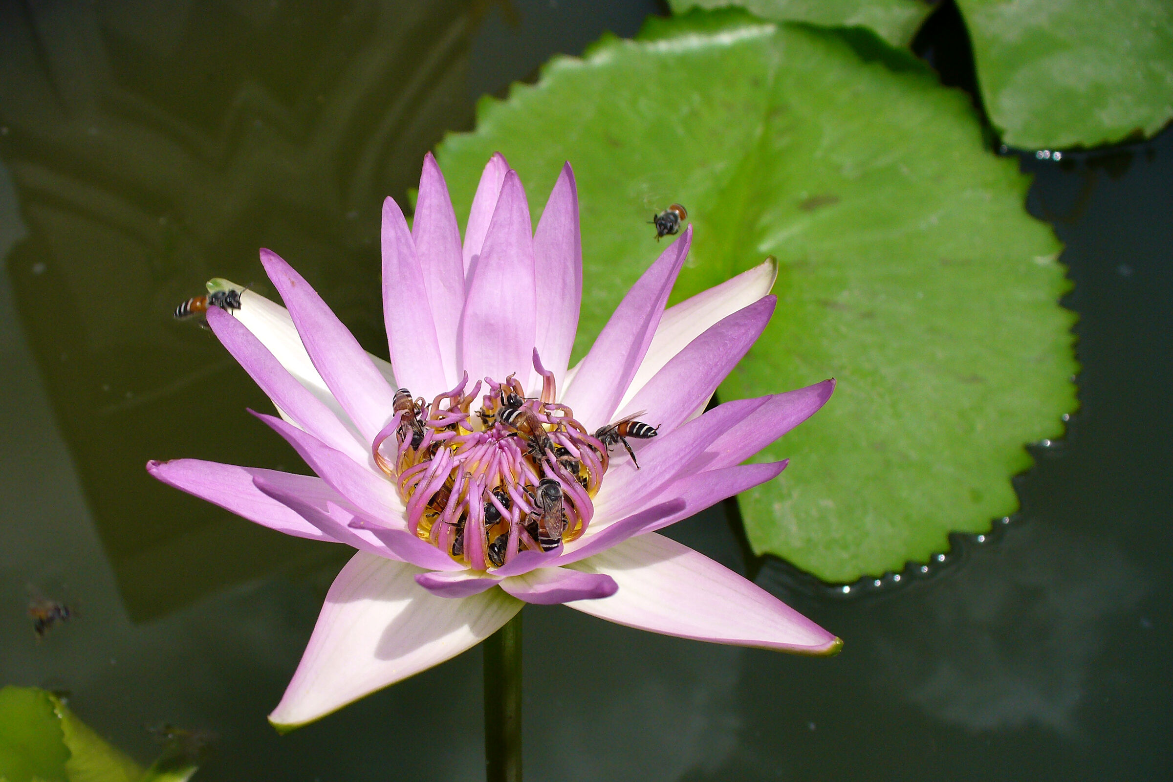 lotus flower