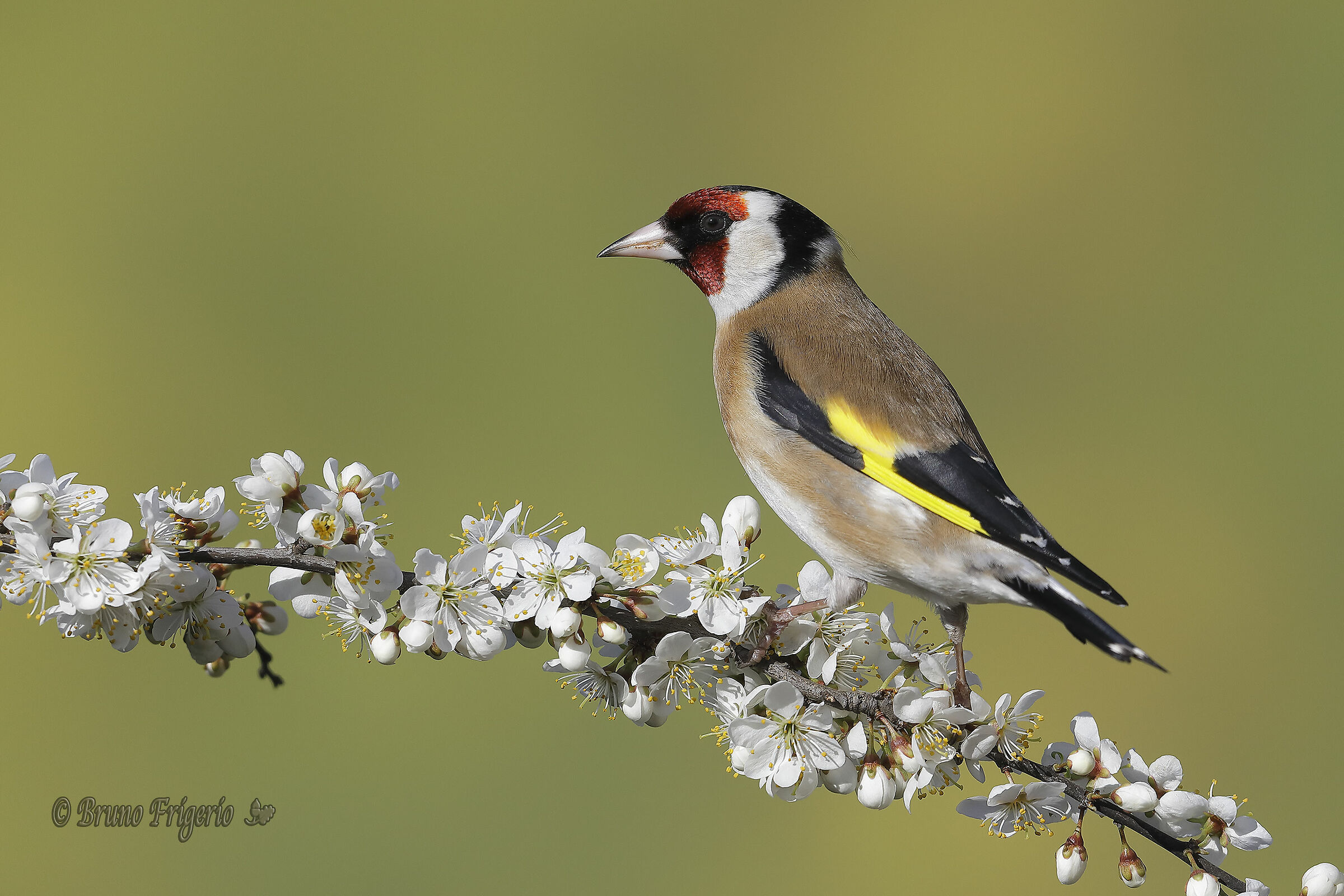 Cardellino in fiore 3