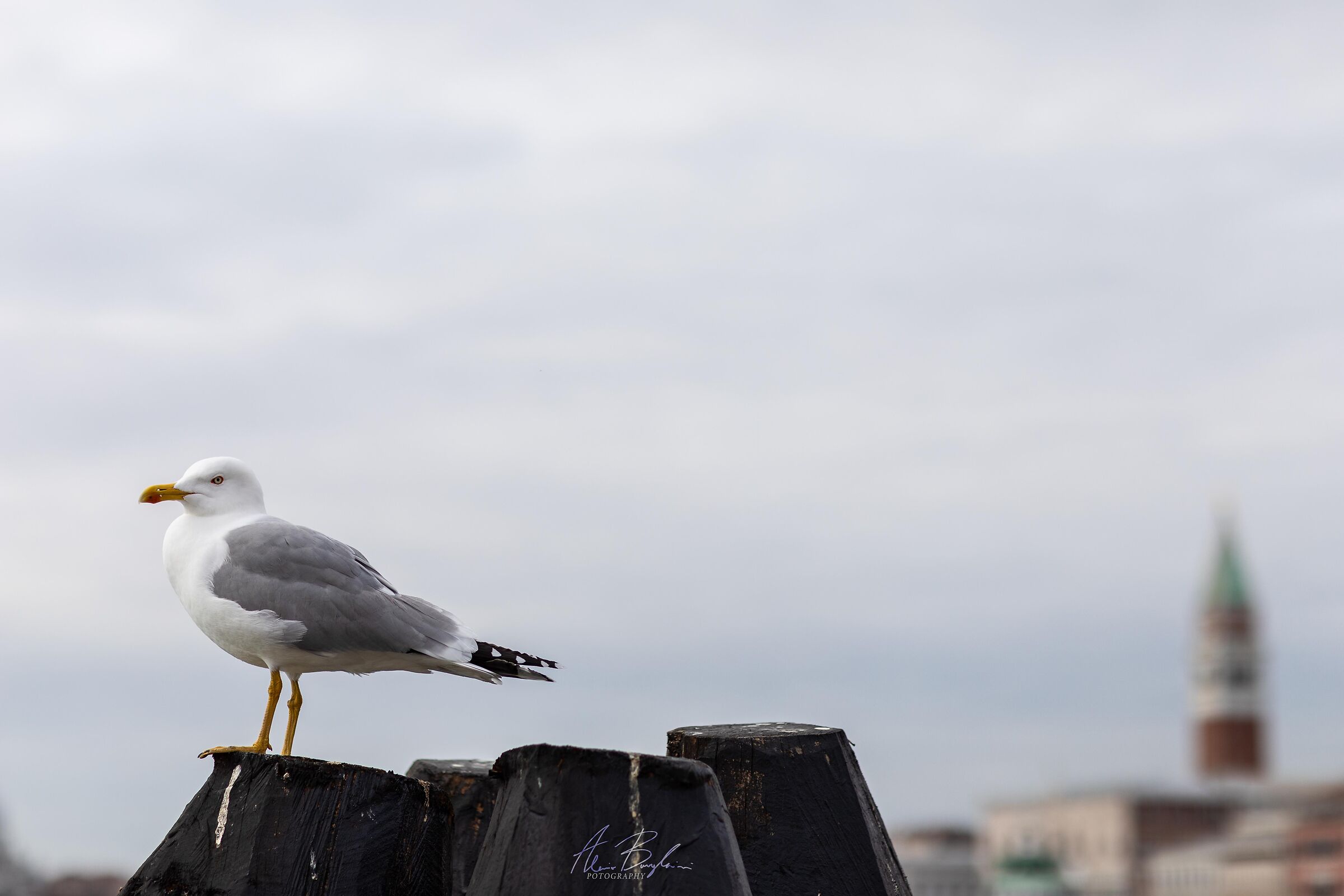 Venezia e la fauna
