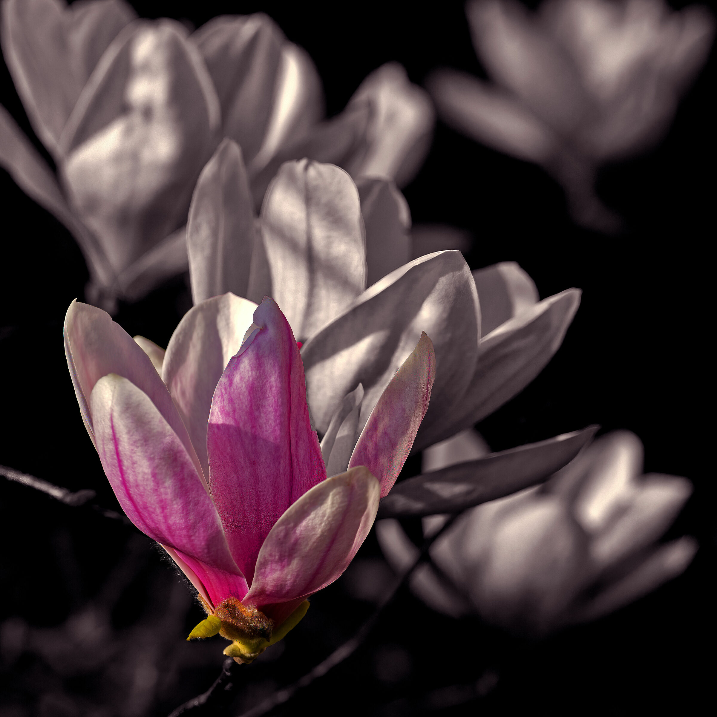 Bianco, nero e colore