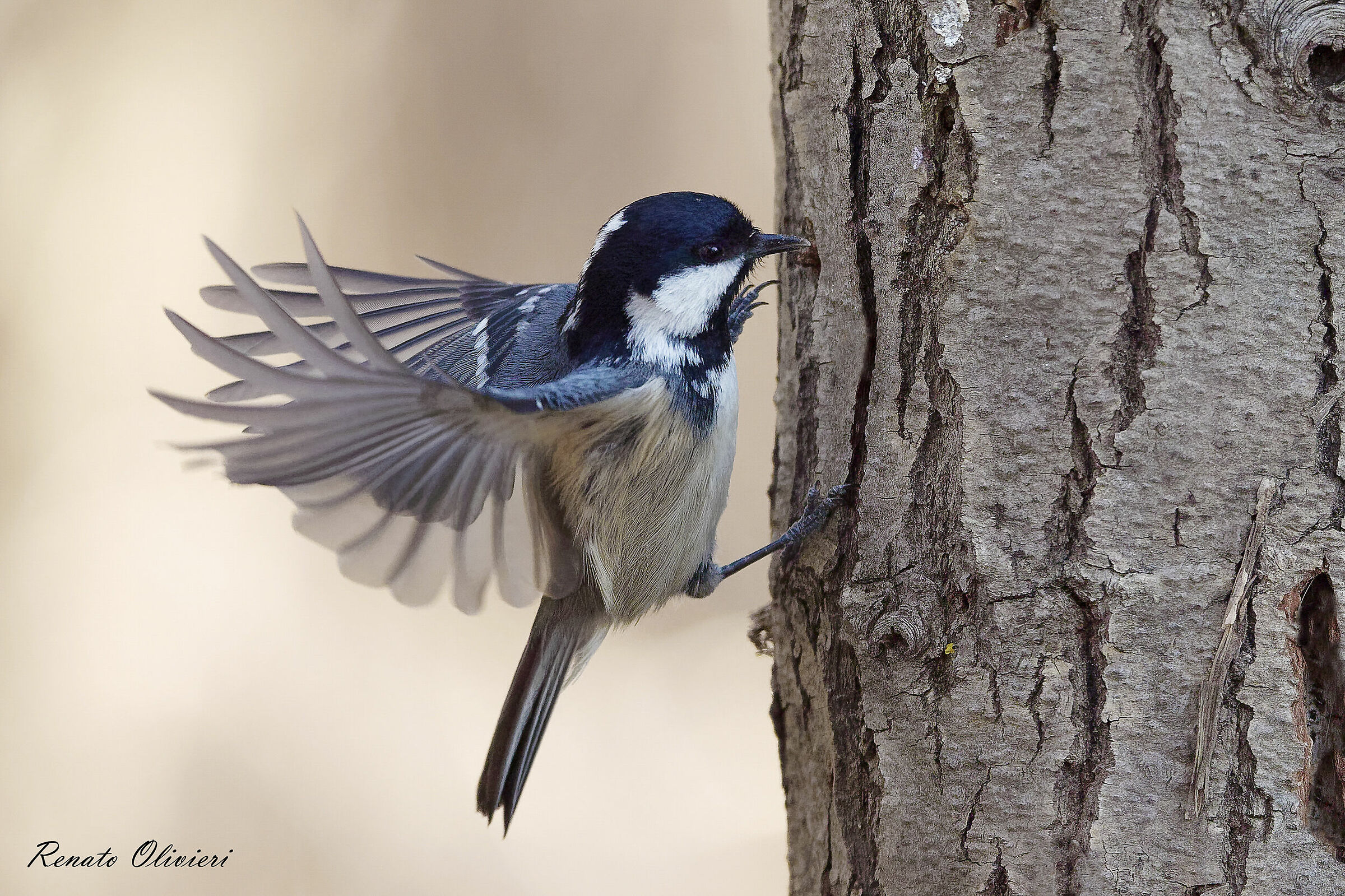 Blackberry (Parus ater)