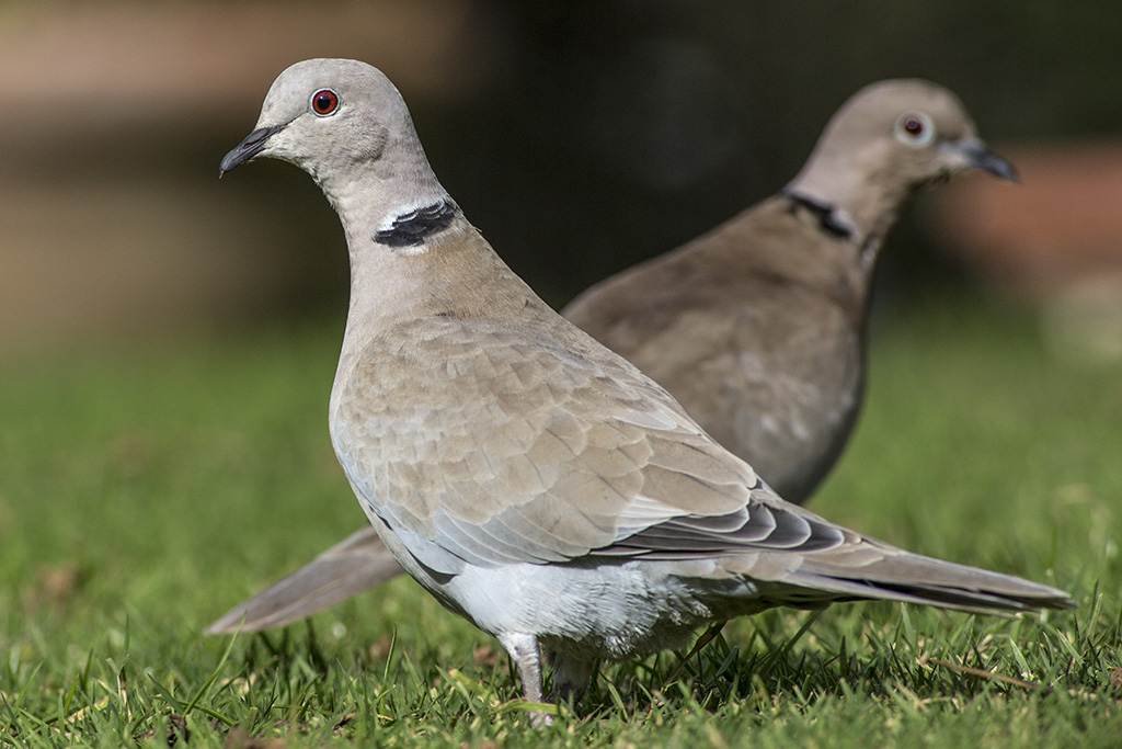 Turtledoves