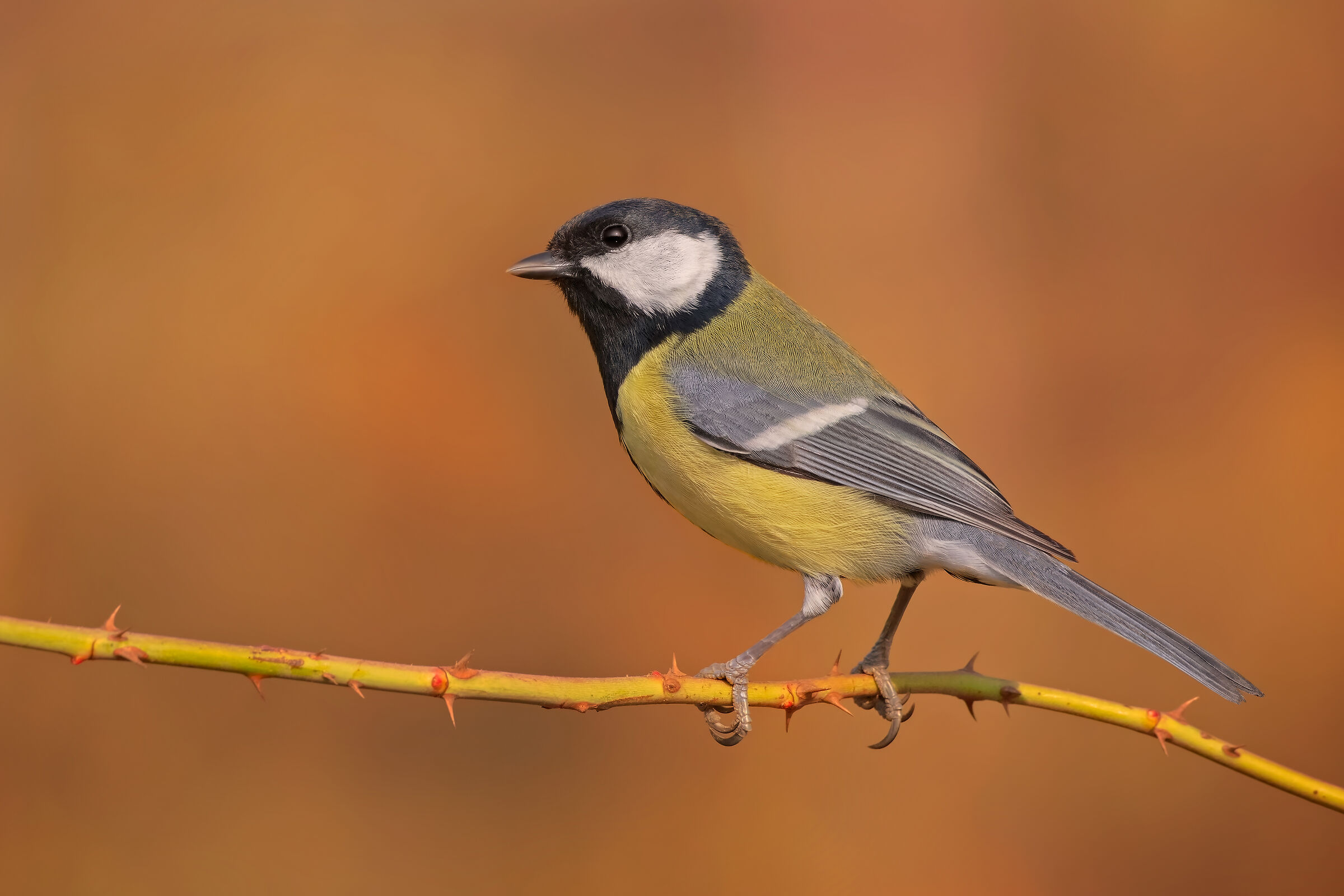 Ancora lei, con luce di sfondo particolare.