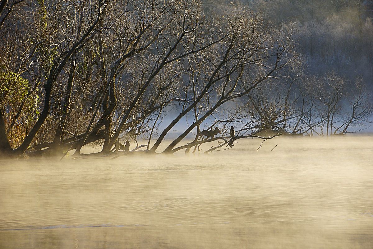 Cormorants in the sun