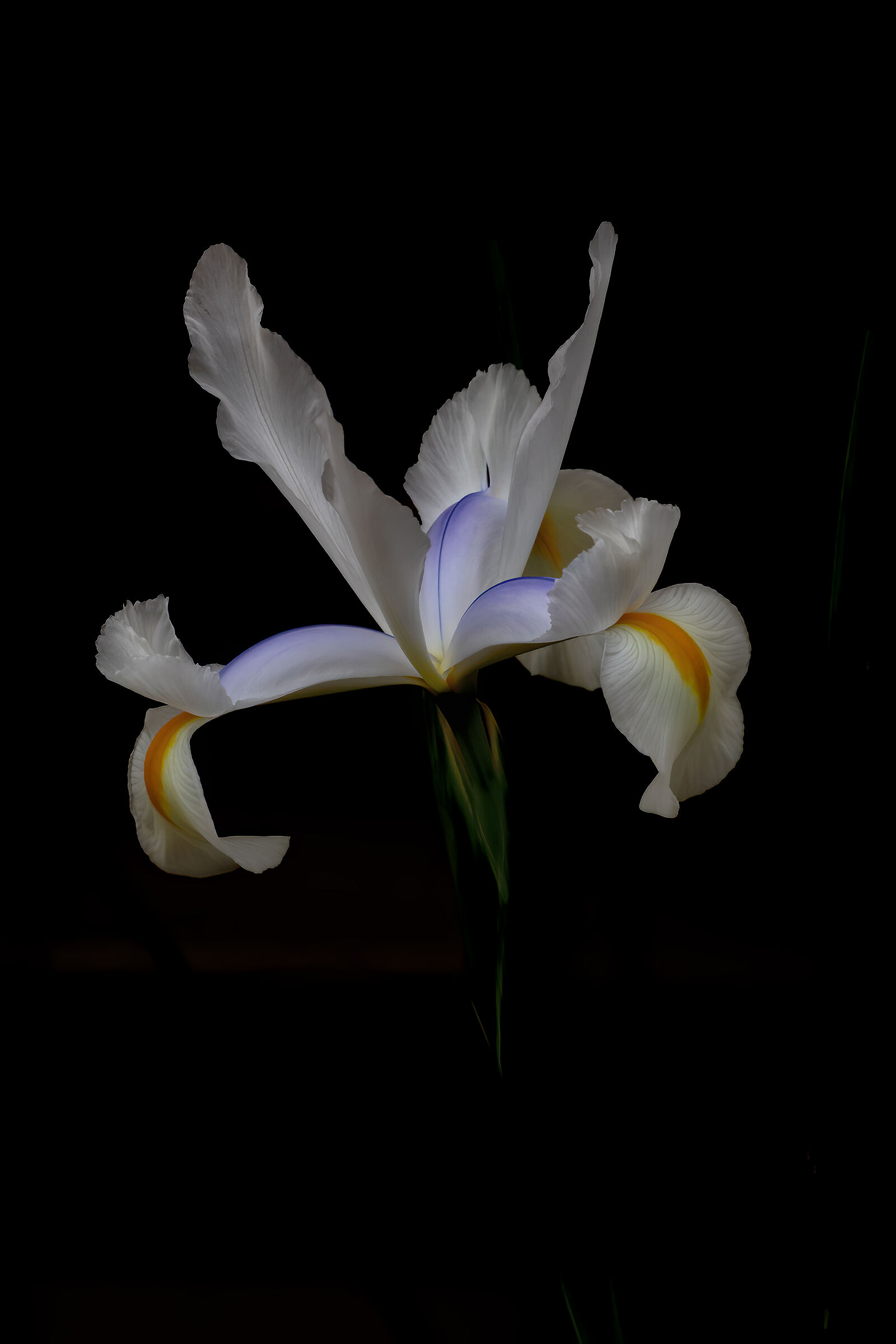 iris metri zero