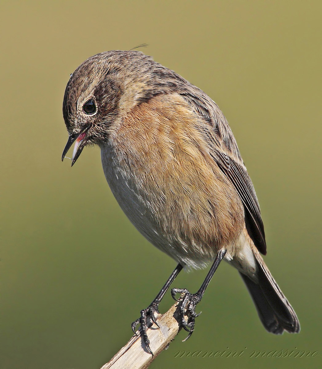 Saltimpalo (Saxicola torquata)