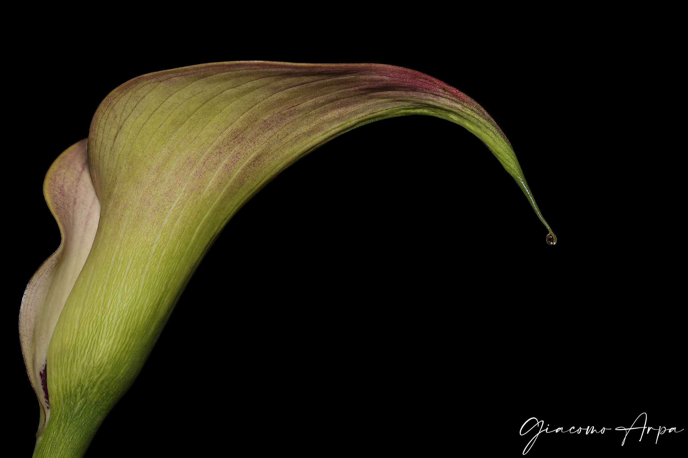 The calla and the drop.