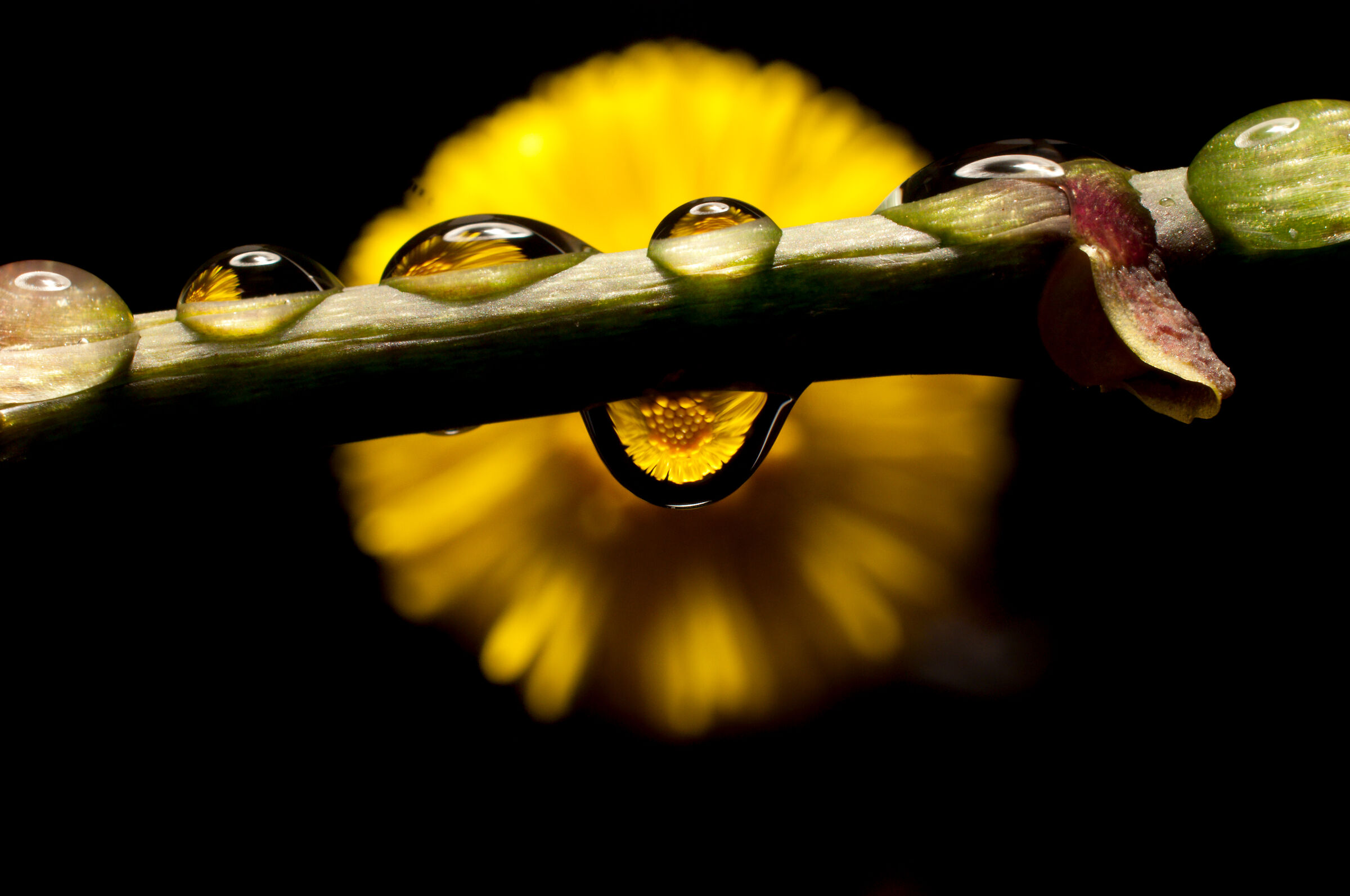 particular drop