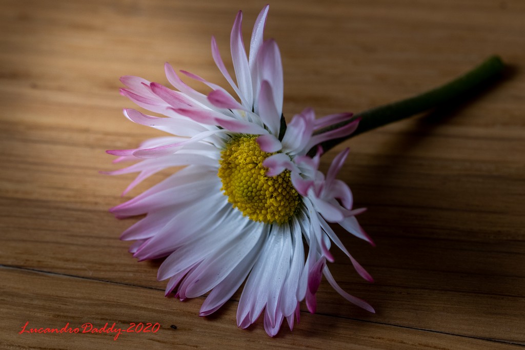 Le meraviglie in un fiore