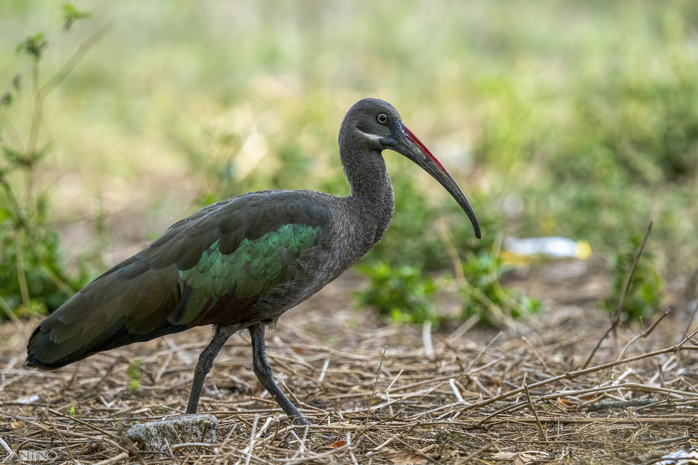 Ibis hadada, Bostrychia hagedash