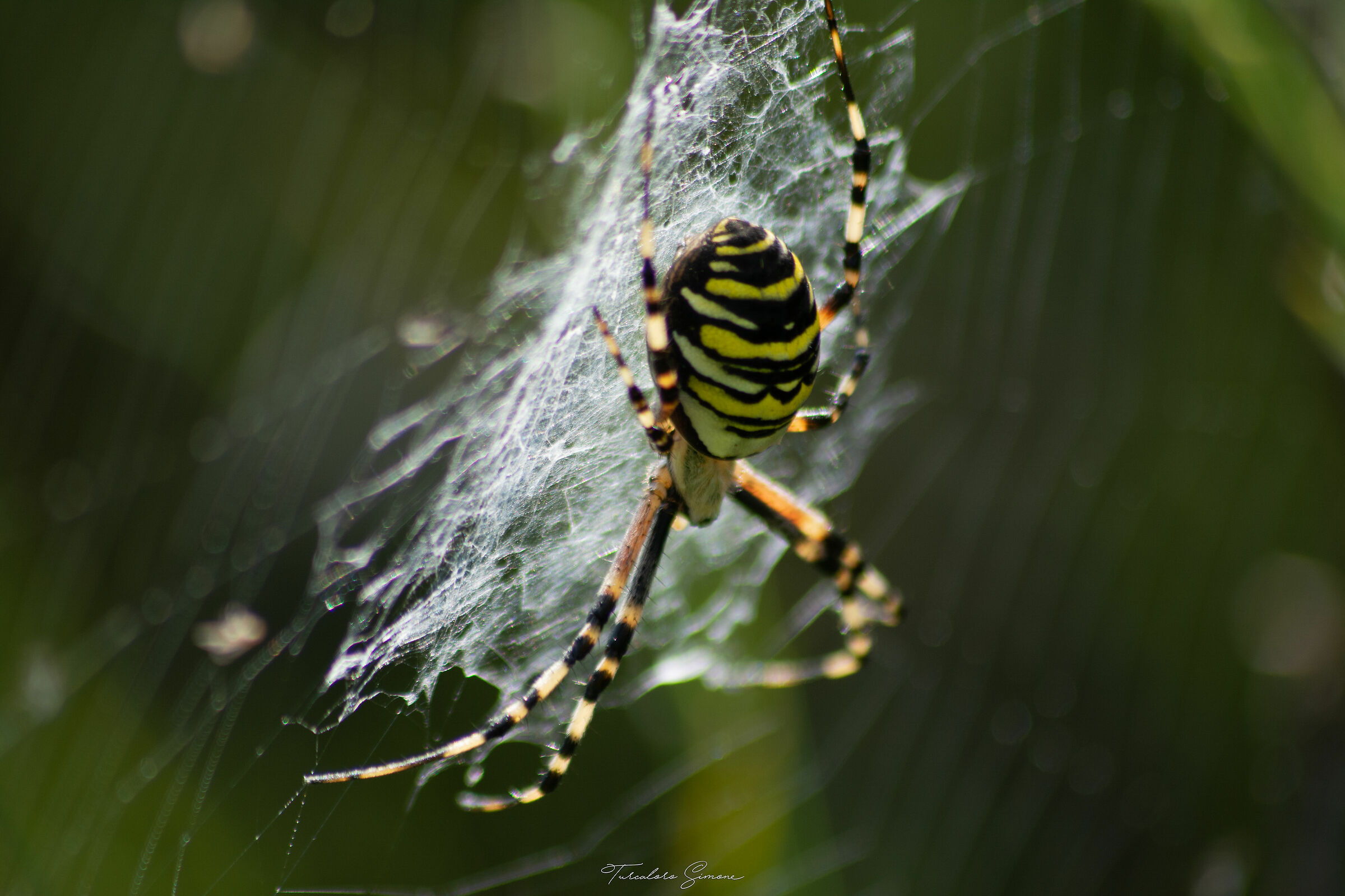 Vespa Spider