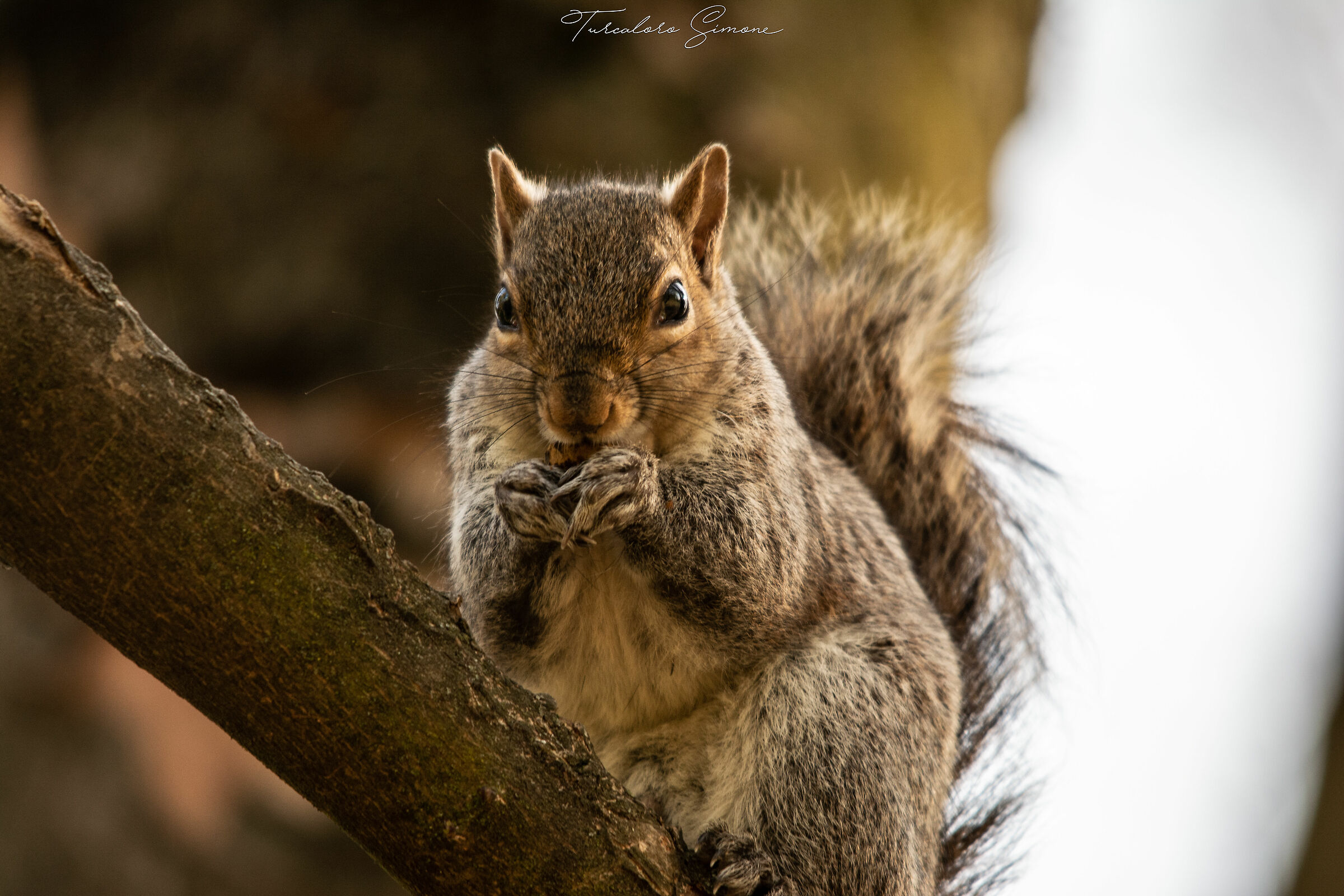 Squirrel