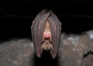 Rhinolophus ferrumequinum