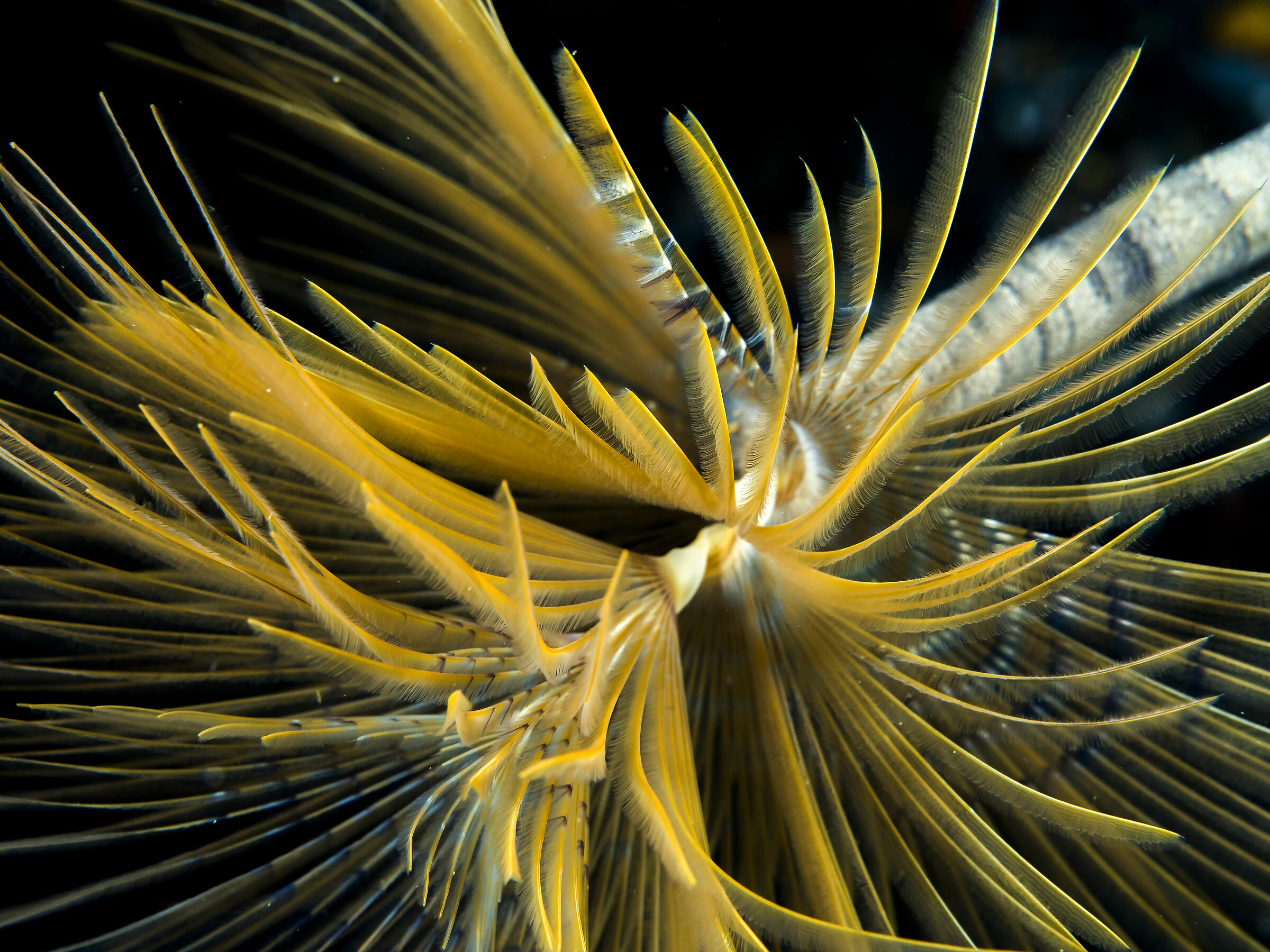 Spirograph