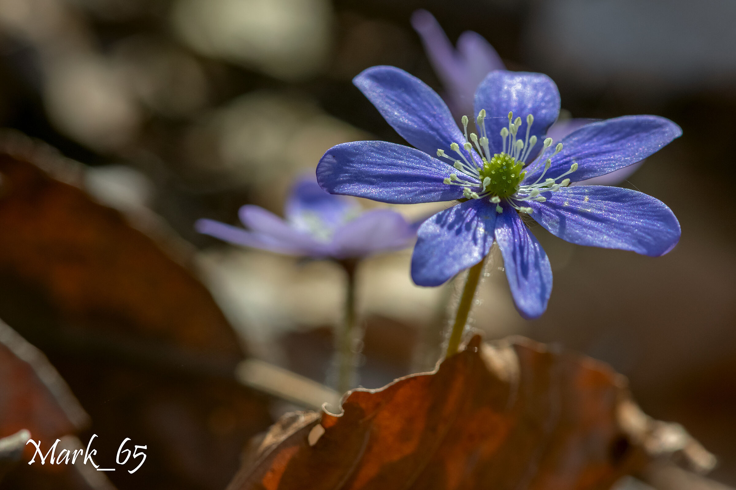 Hepatica nobilis
