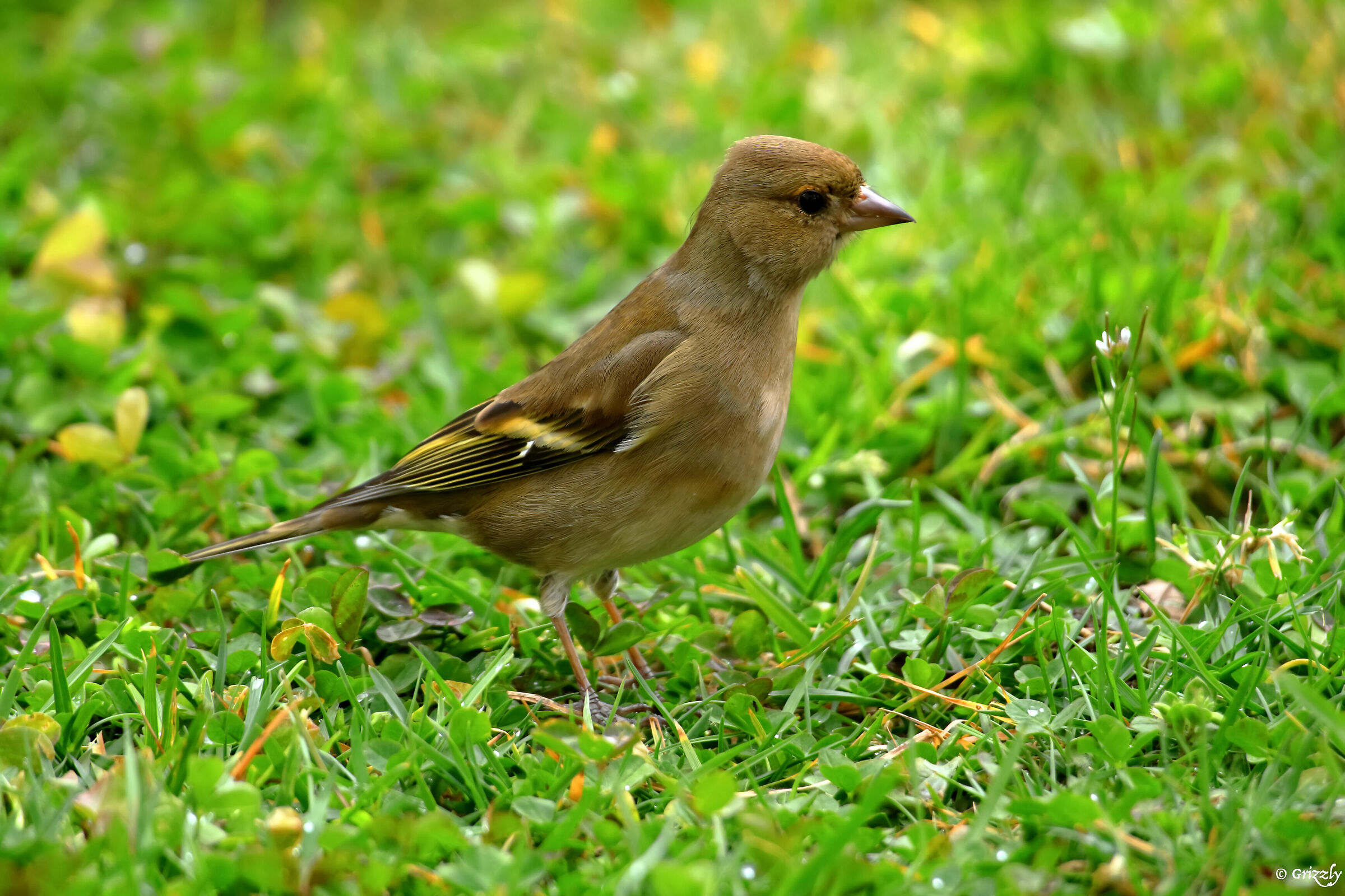Finch (Female)