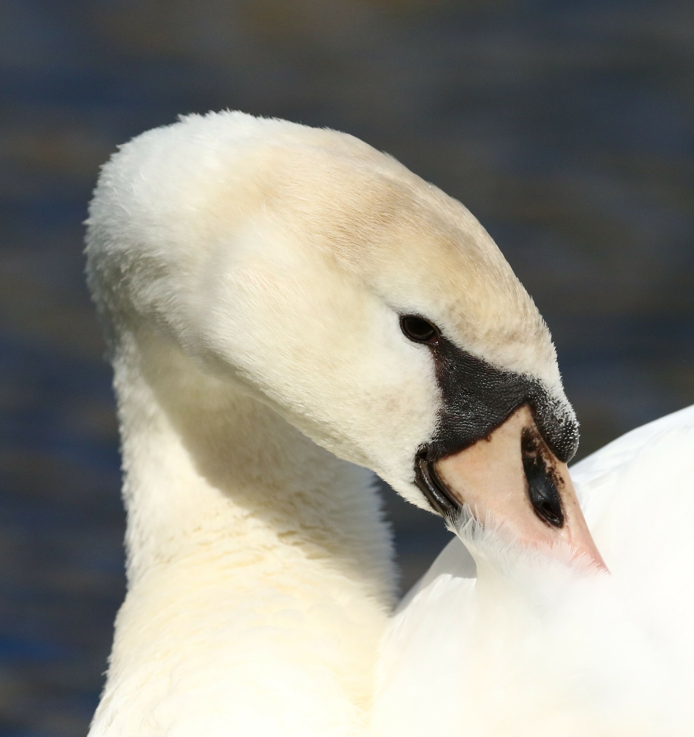 Young Royal Swan