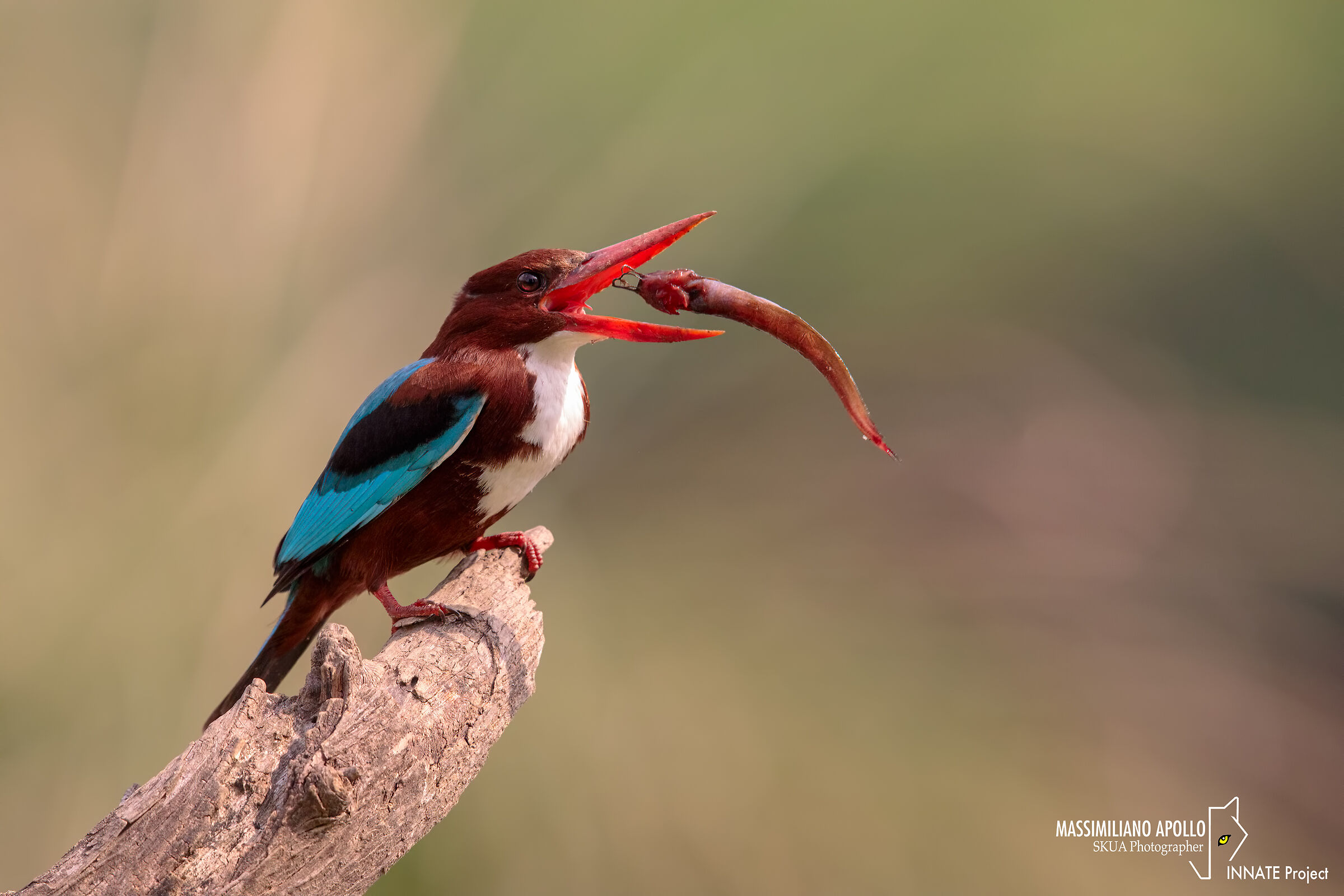 Kingfisher to myd...