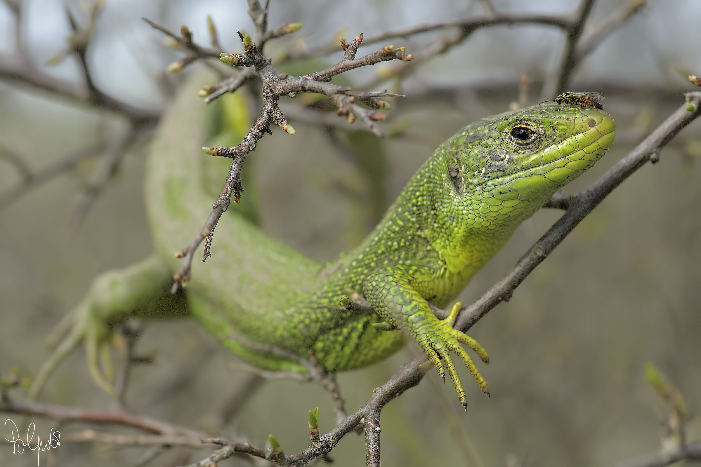 La Vespina coraggiosa