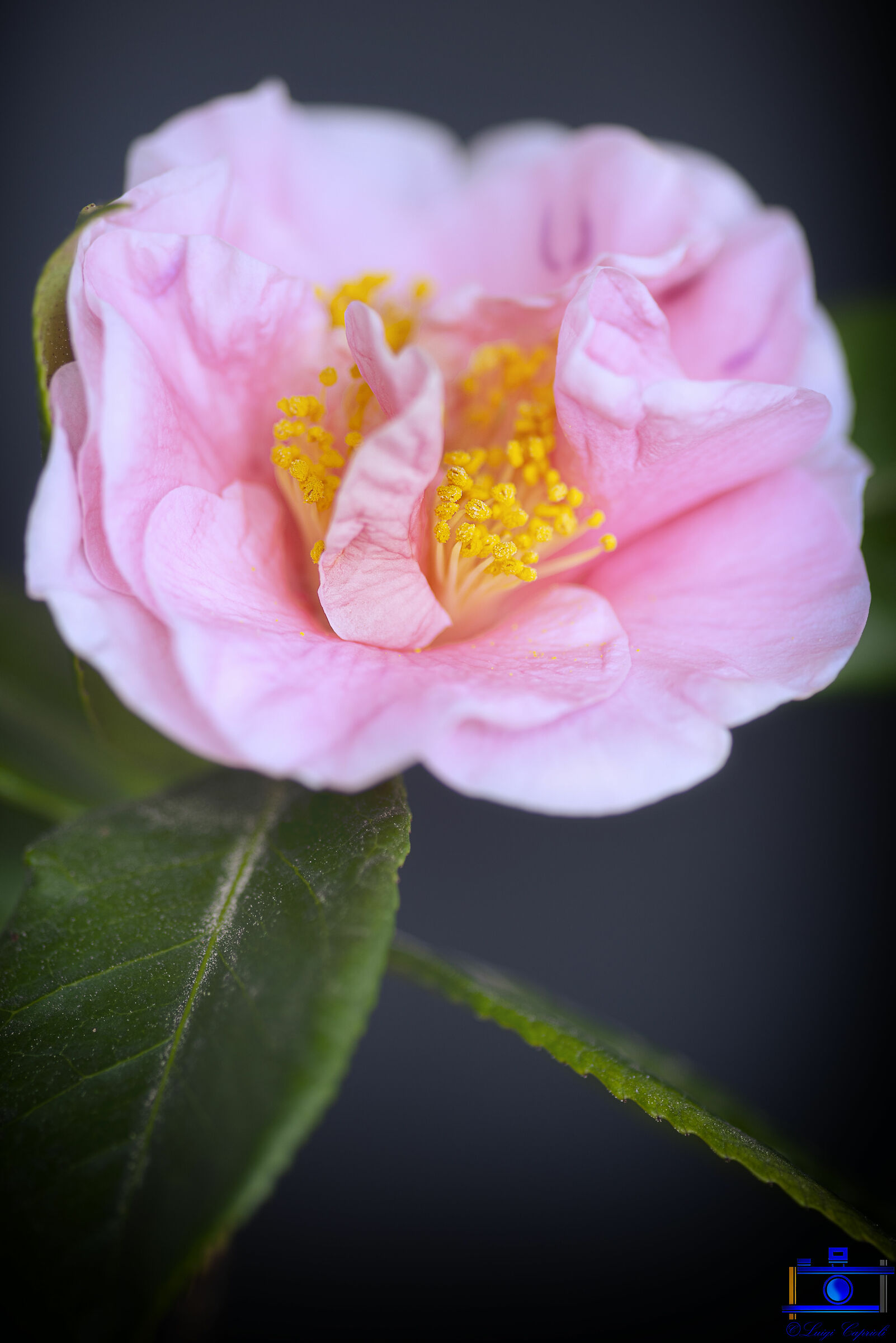 Lady Camelliae