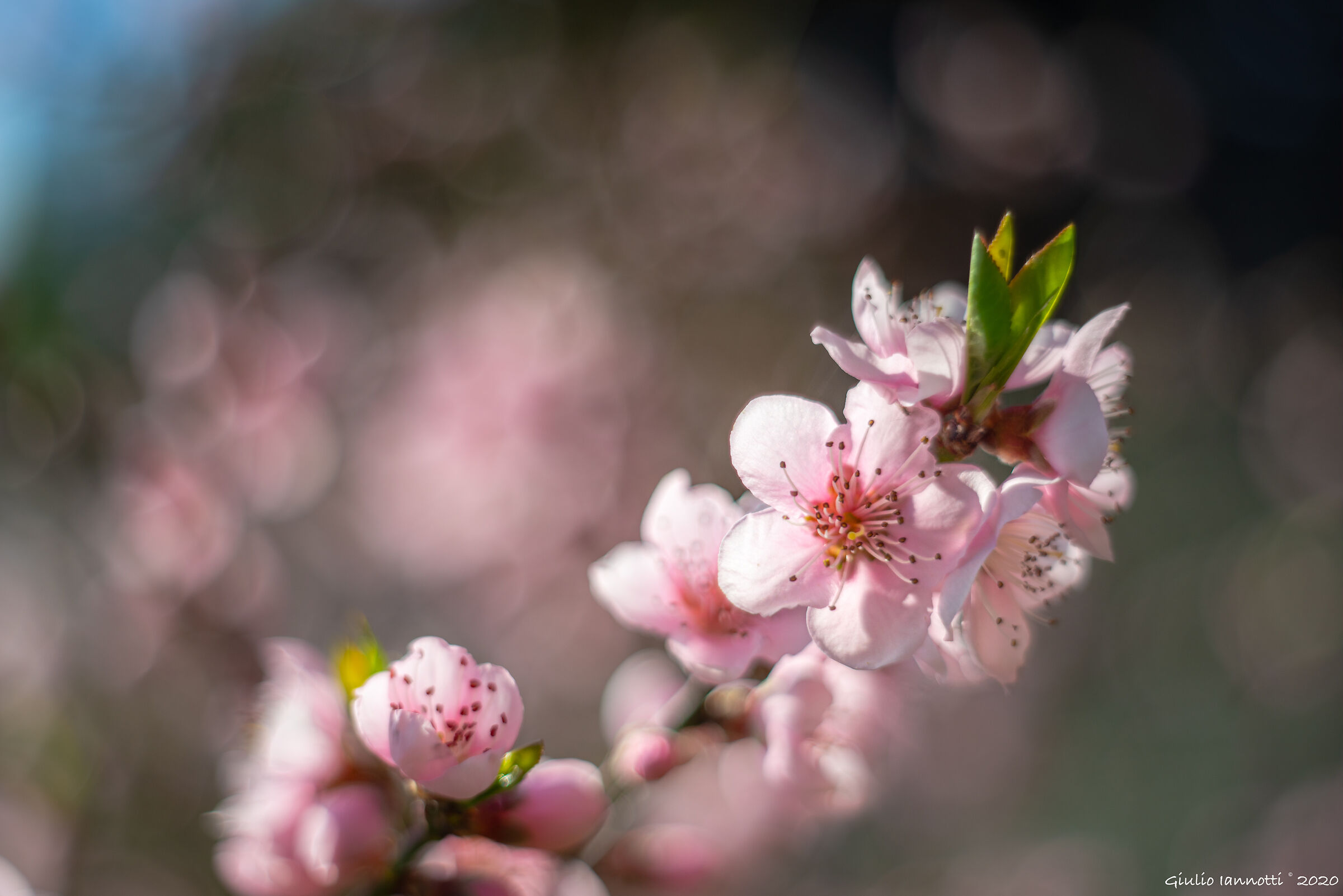 Pink flowers... peach blossoms...