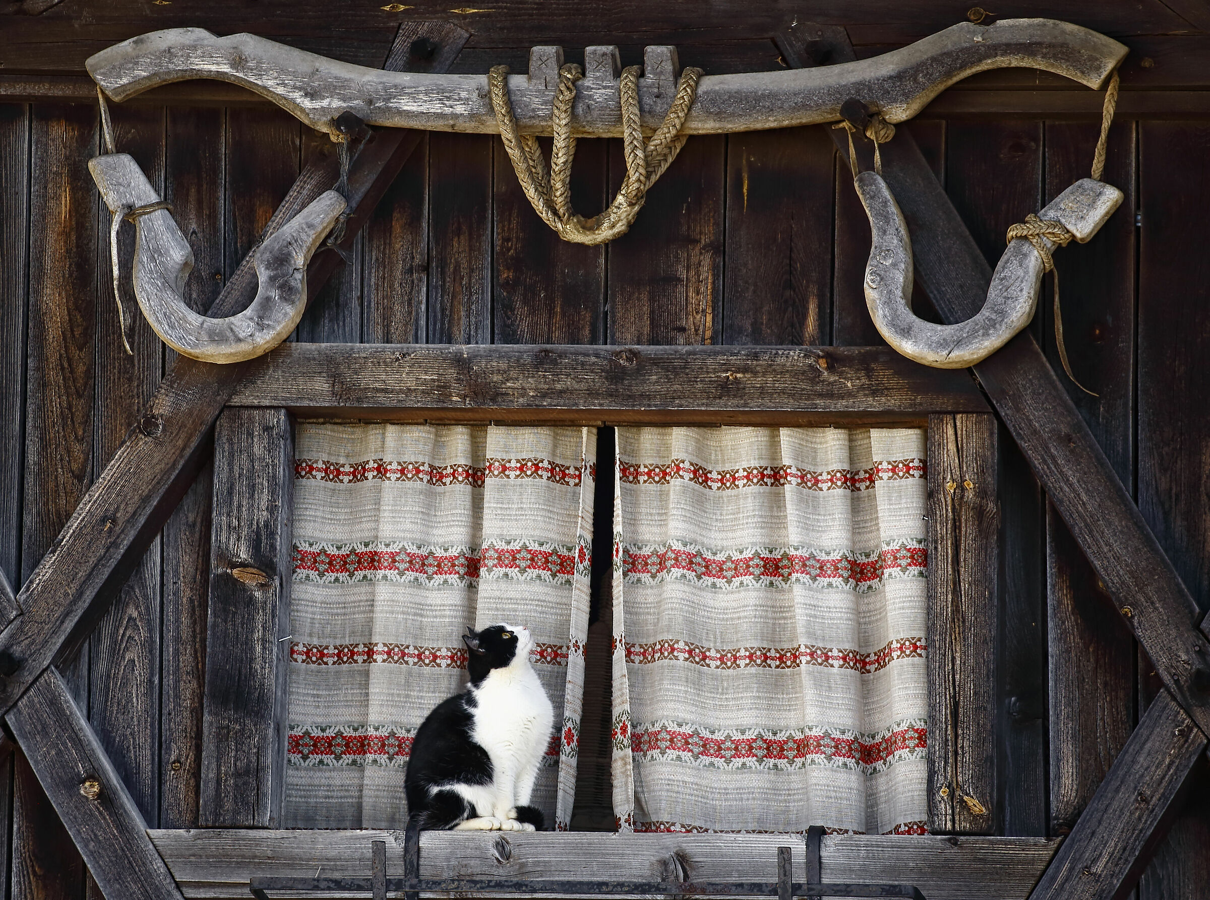 Non sarà mica il mio collare vero?