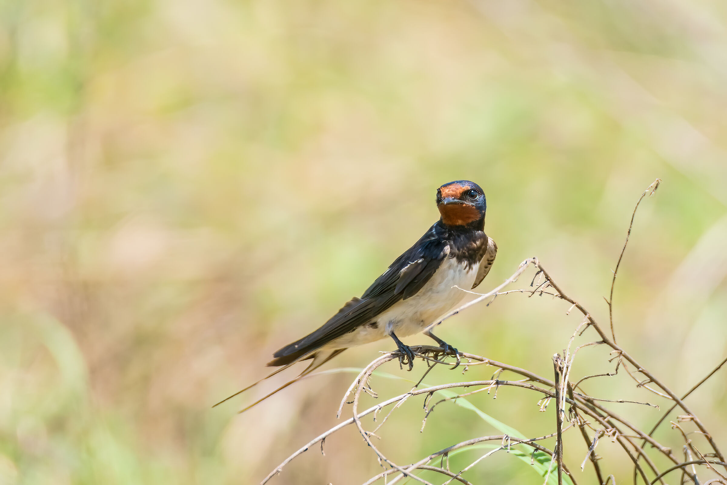 Kenyan swallow