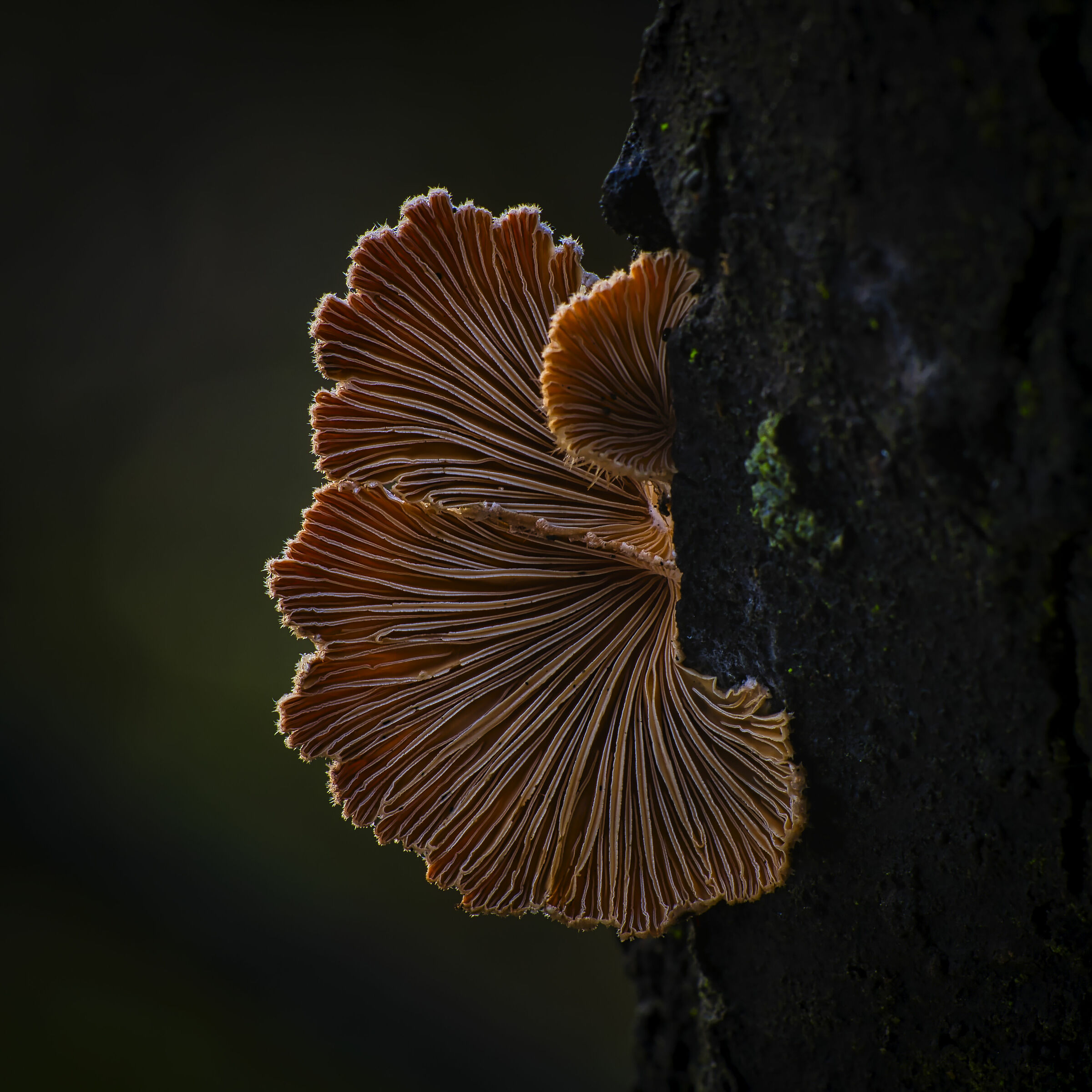 Punti di messa a fuoco