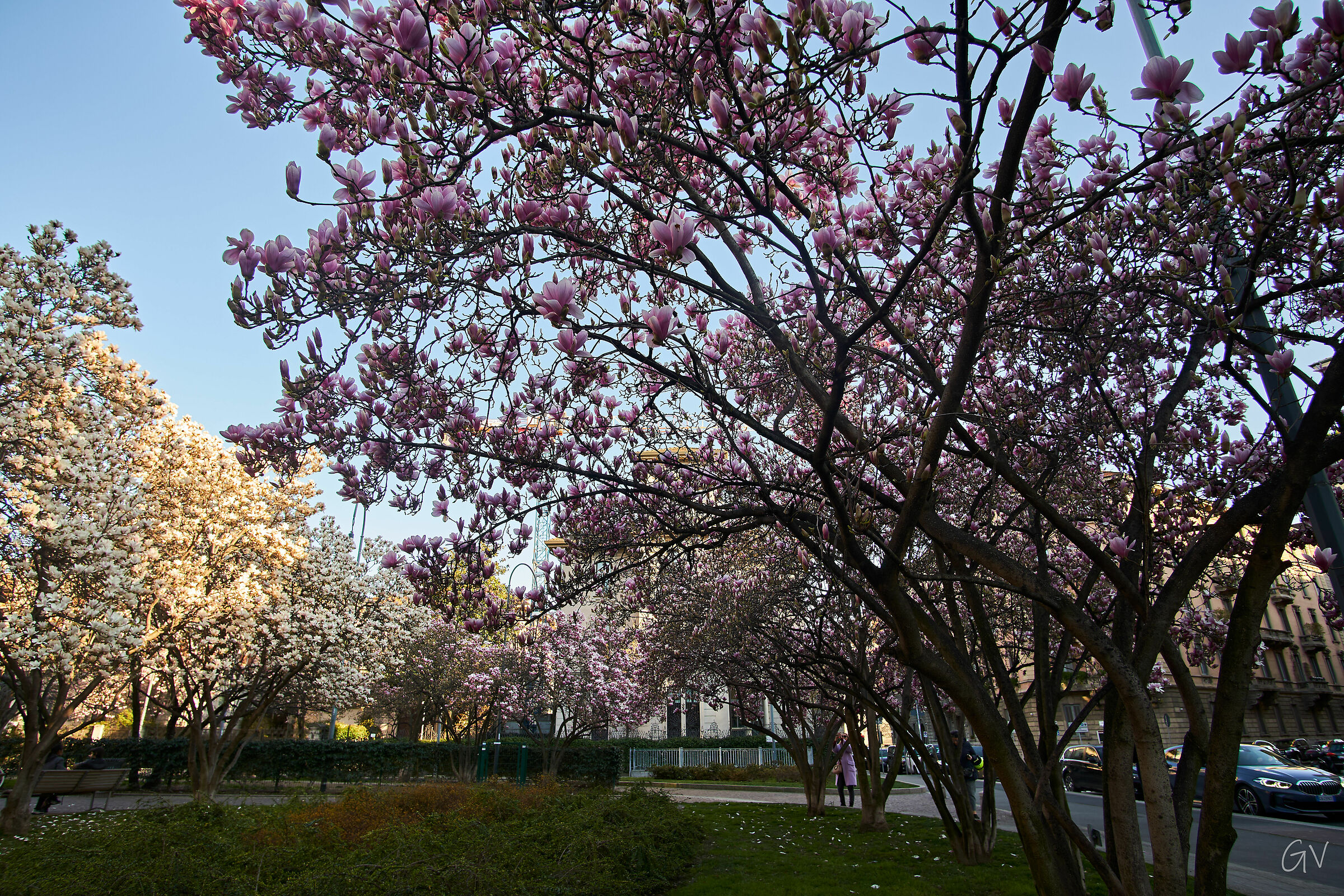Magnolie a Milano