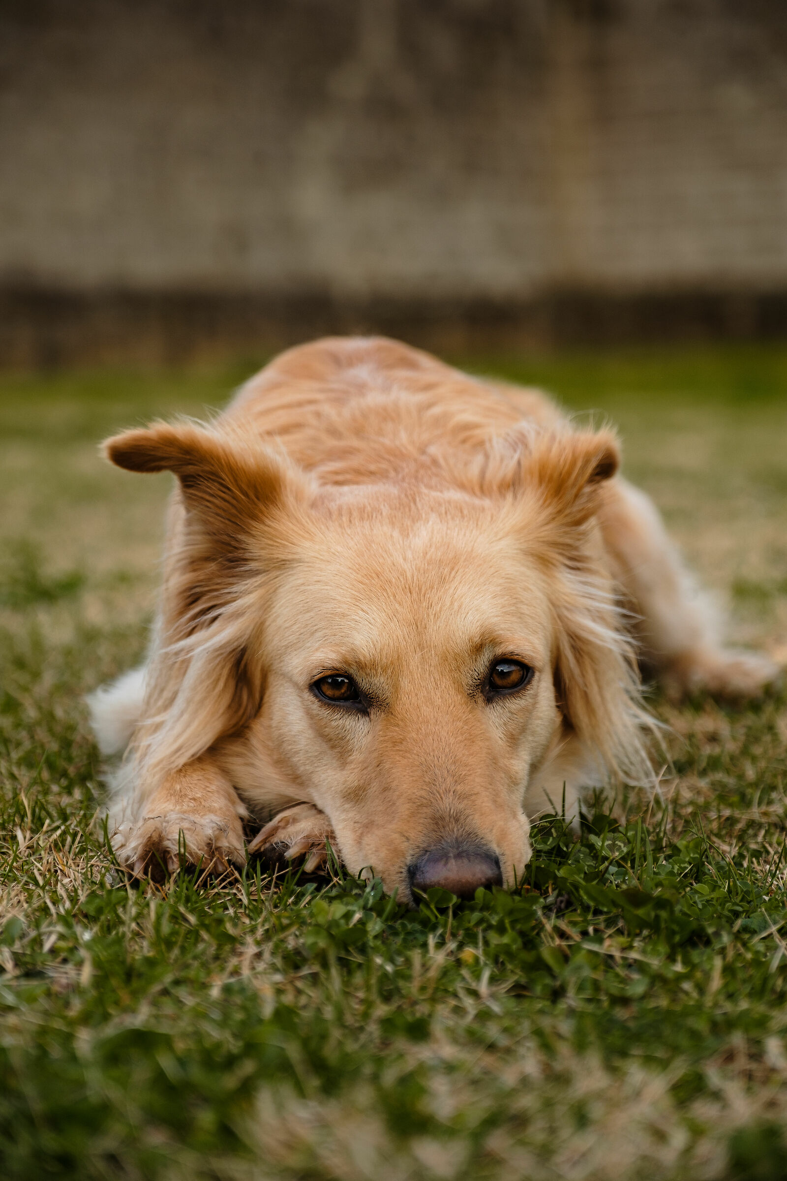 Kelly poco entusiasta del "lockdown" - Brescia